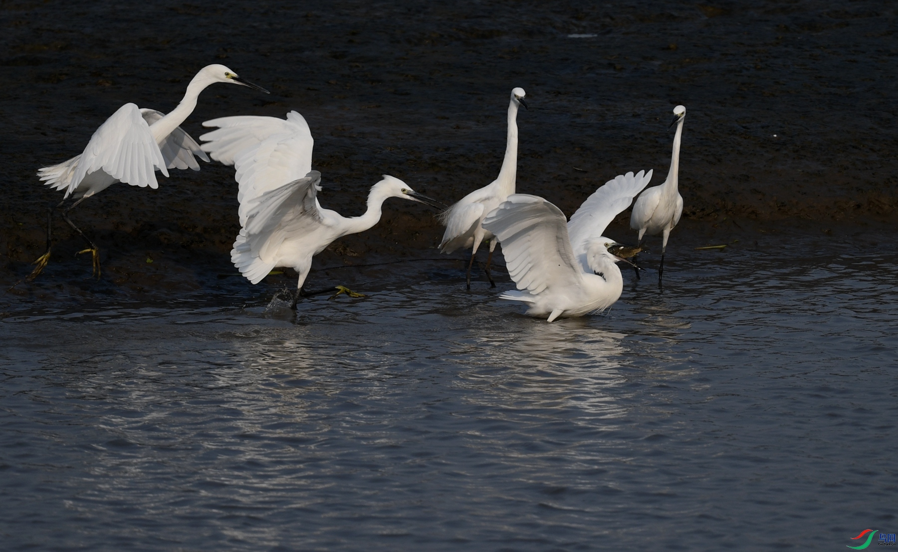 DSC_0932_����_����.jpg