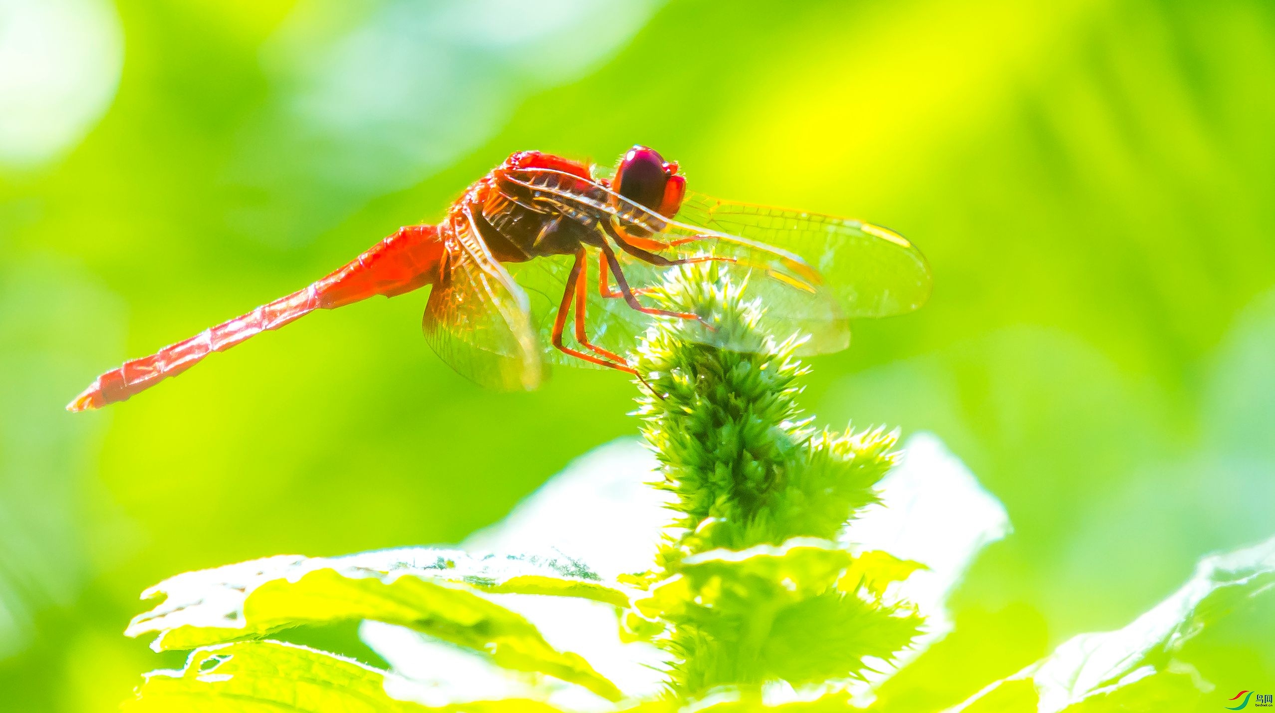 DSC_3372b.jpg