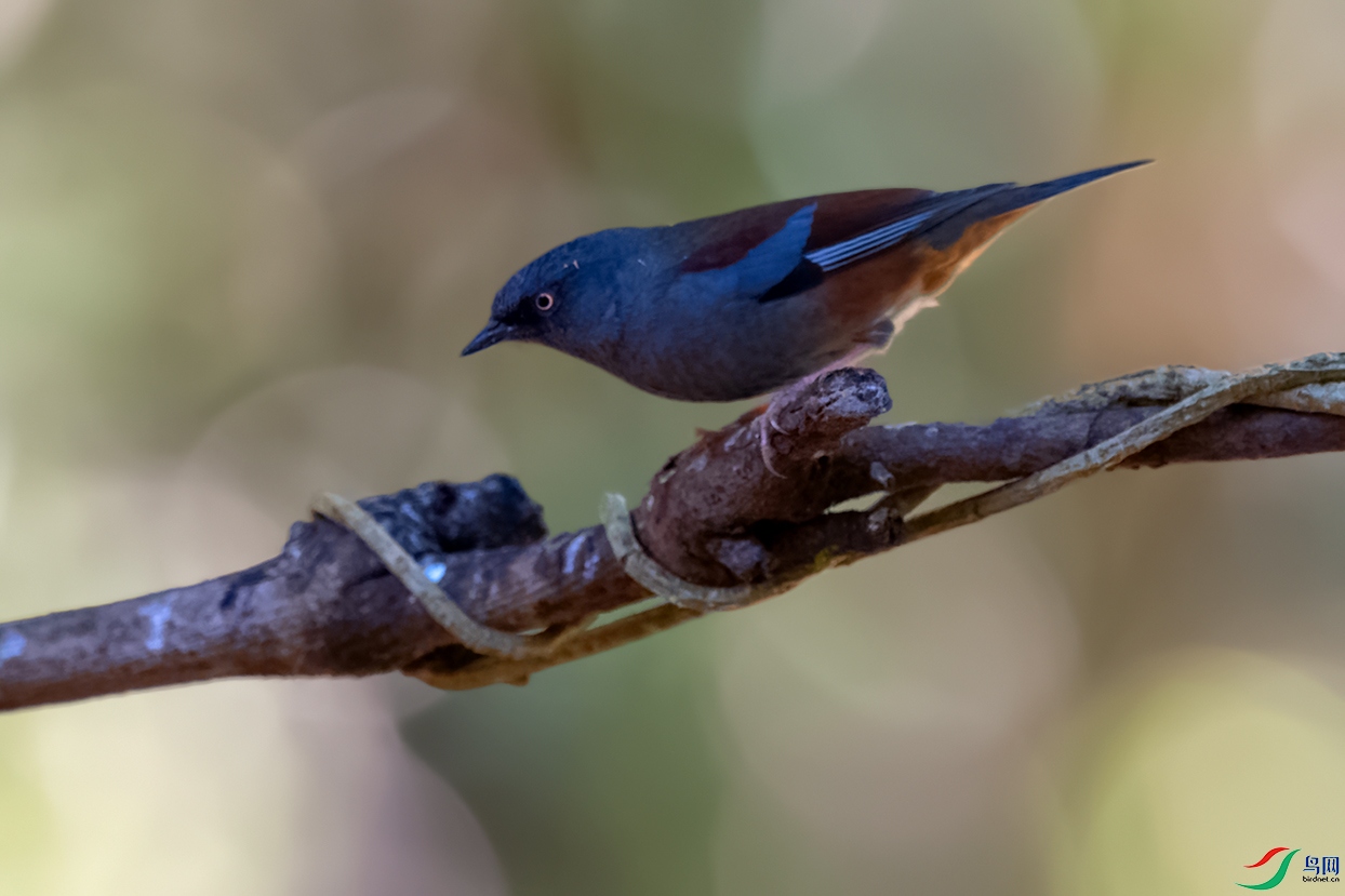 DSC_8587_DxOa.jpg