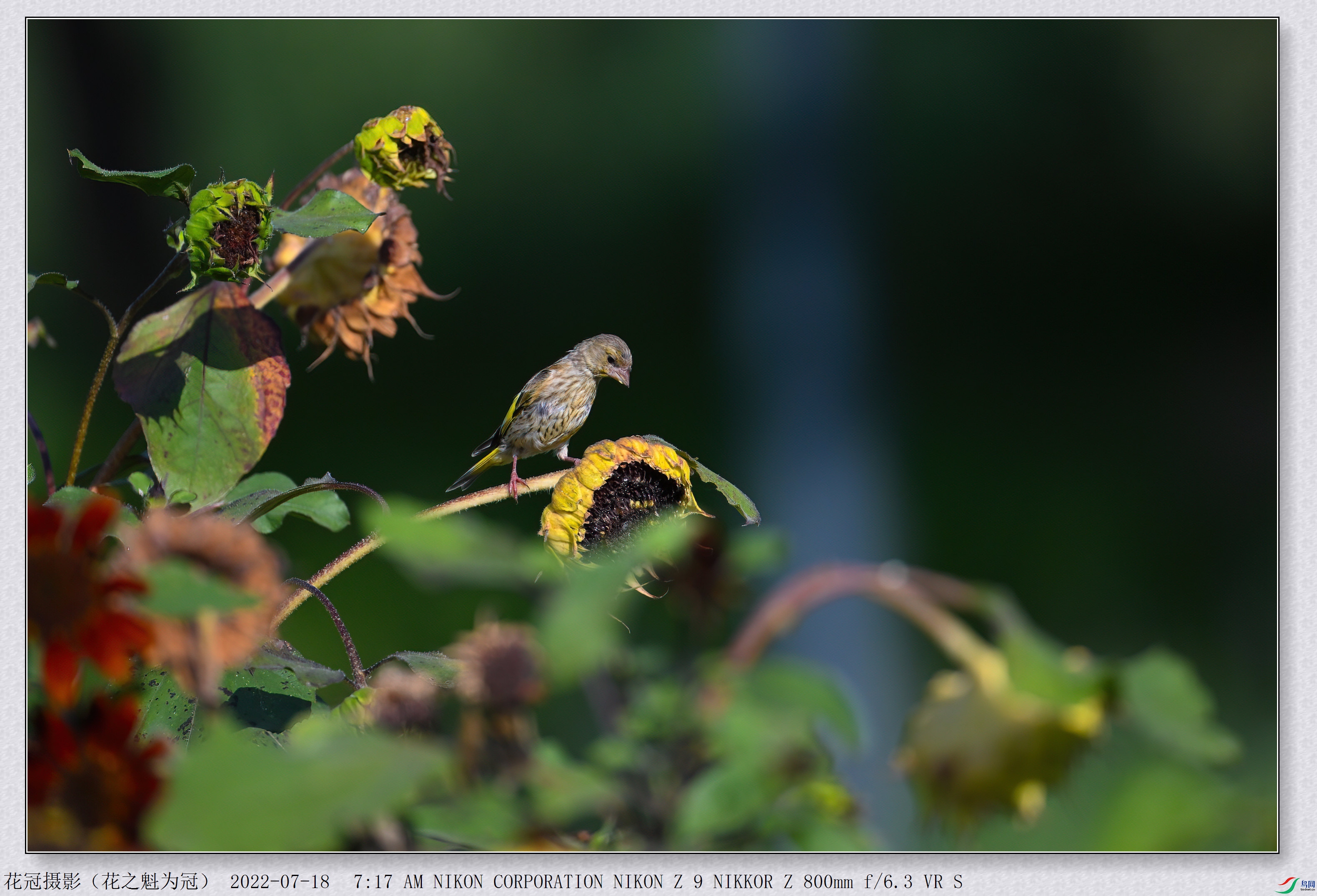 DSC_3270B-1-DeNoiseAI-low-light_����.jpg