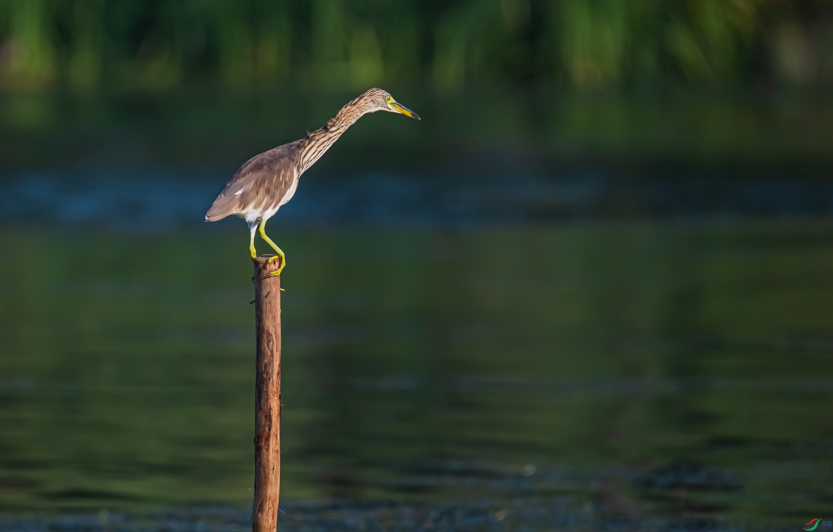 DSC_7781.jpg