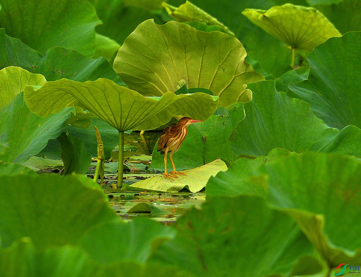 BBS_7738 - ����.JPG