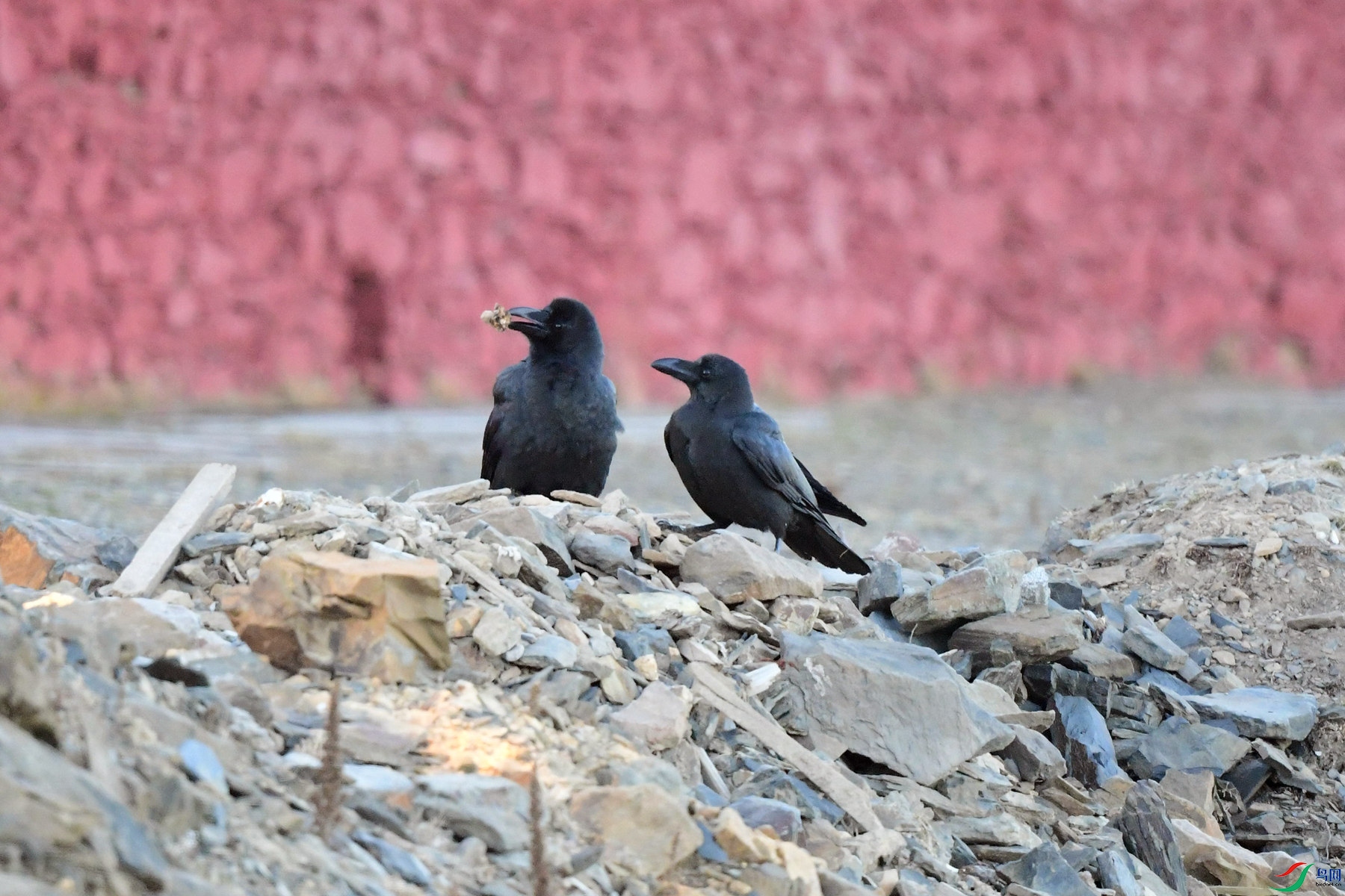 DSC_6528�ຣ.jpg