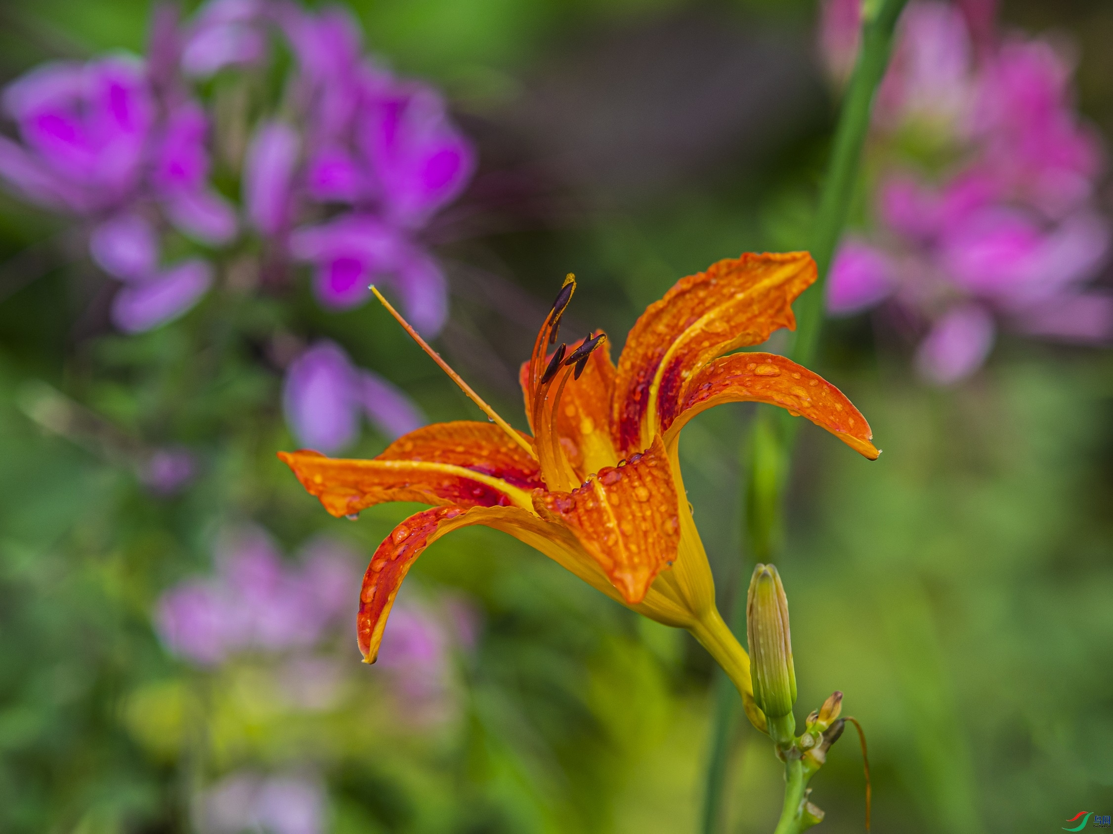 031 ����1.jpg