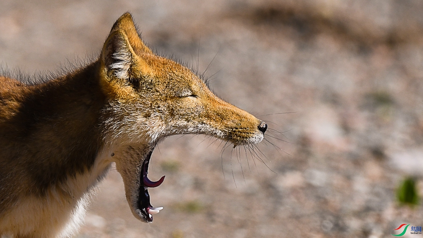 DSC_9555 - ����.JPG