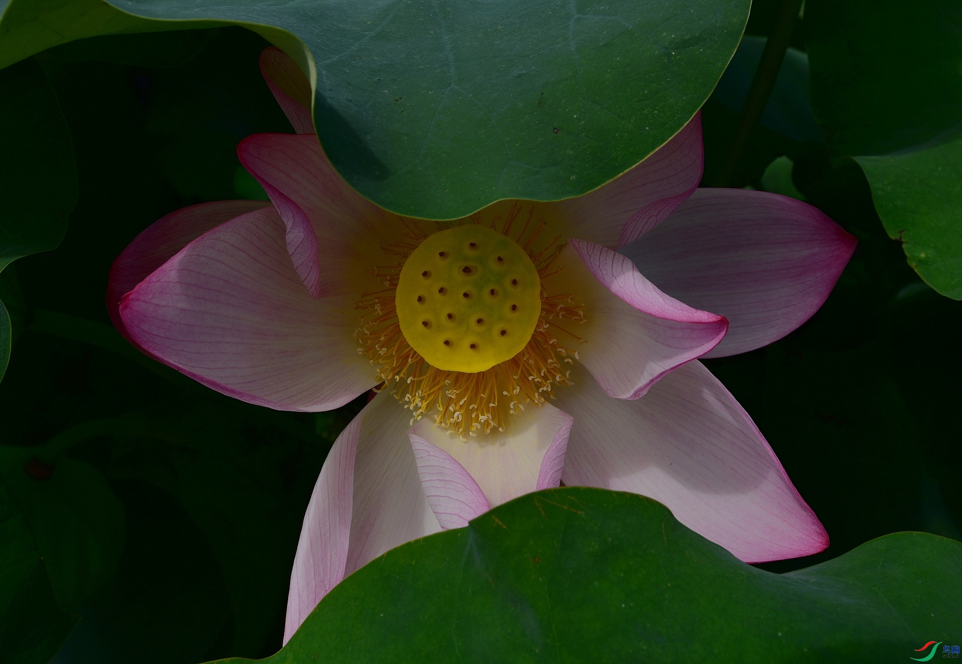 D8I_0450.jpg