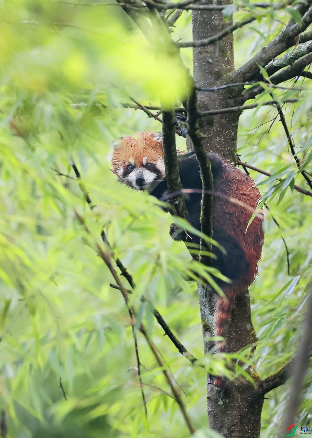 ���������Թ������ջ�С��è ���� 2.jpg