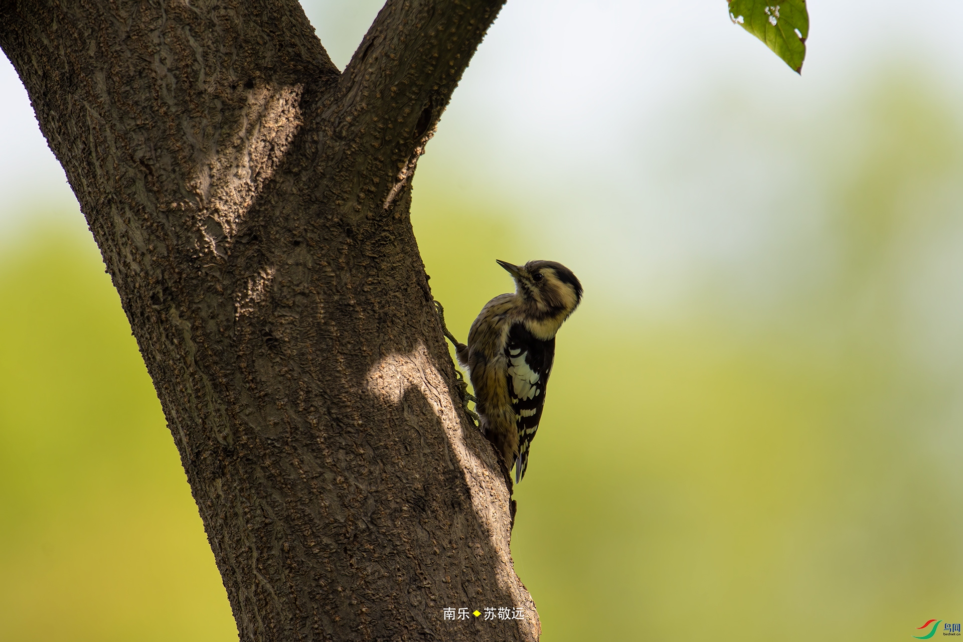 _DSC7926С.jpg