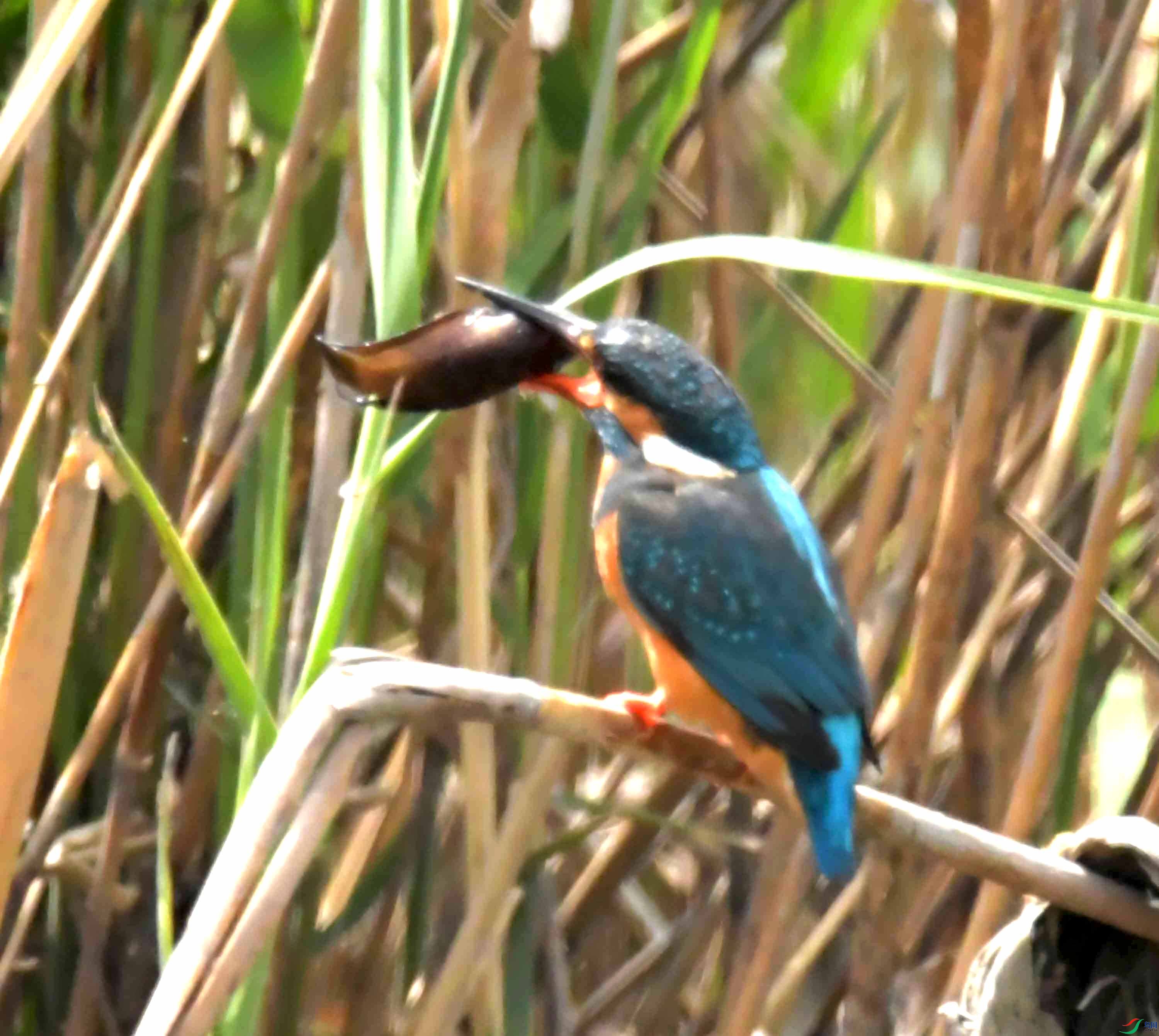 DSC_9374.JPG