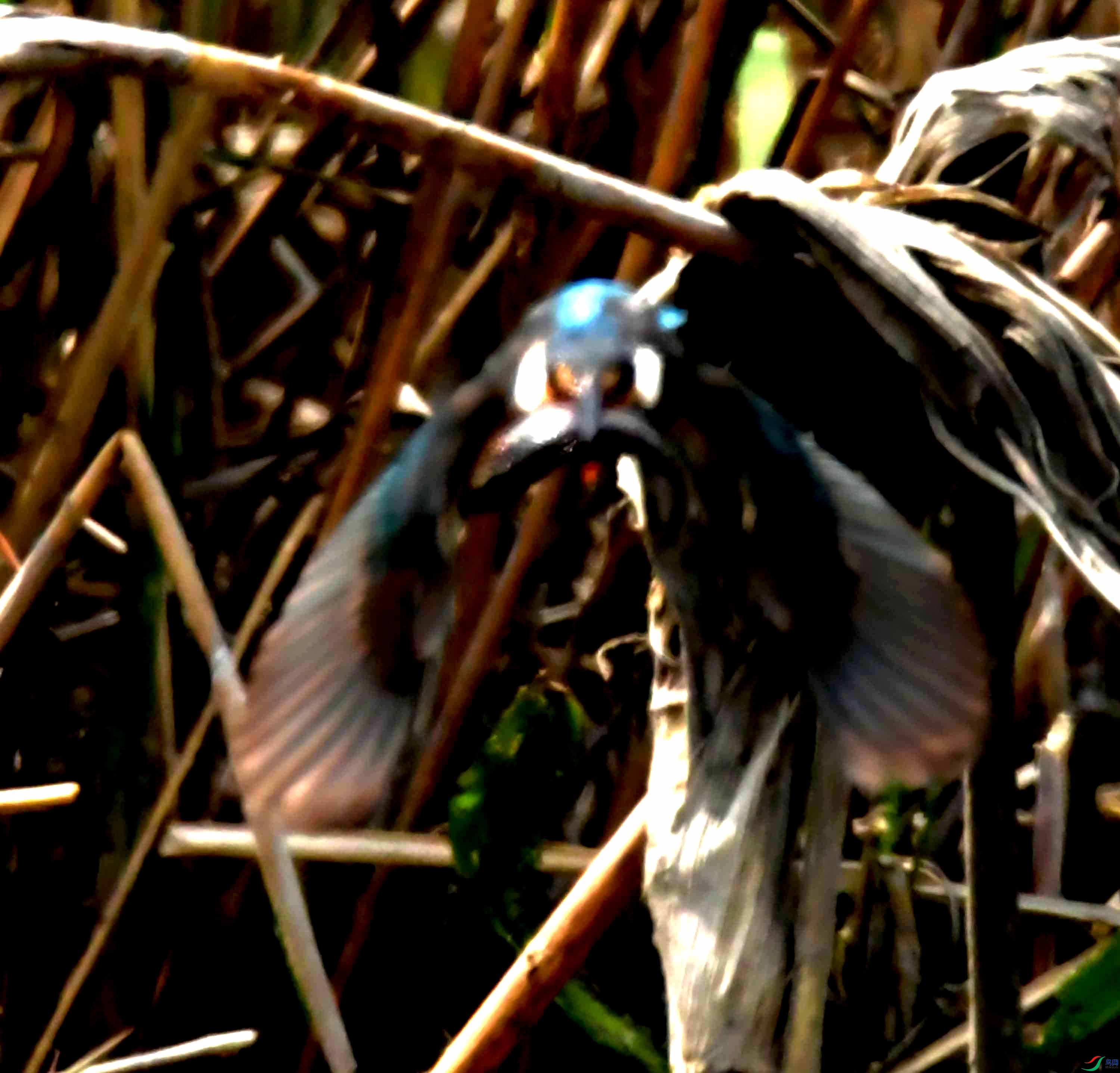 DSC_9394.JPG
