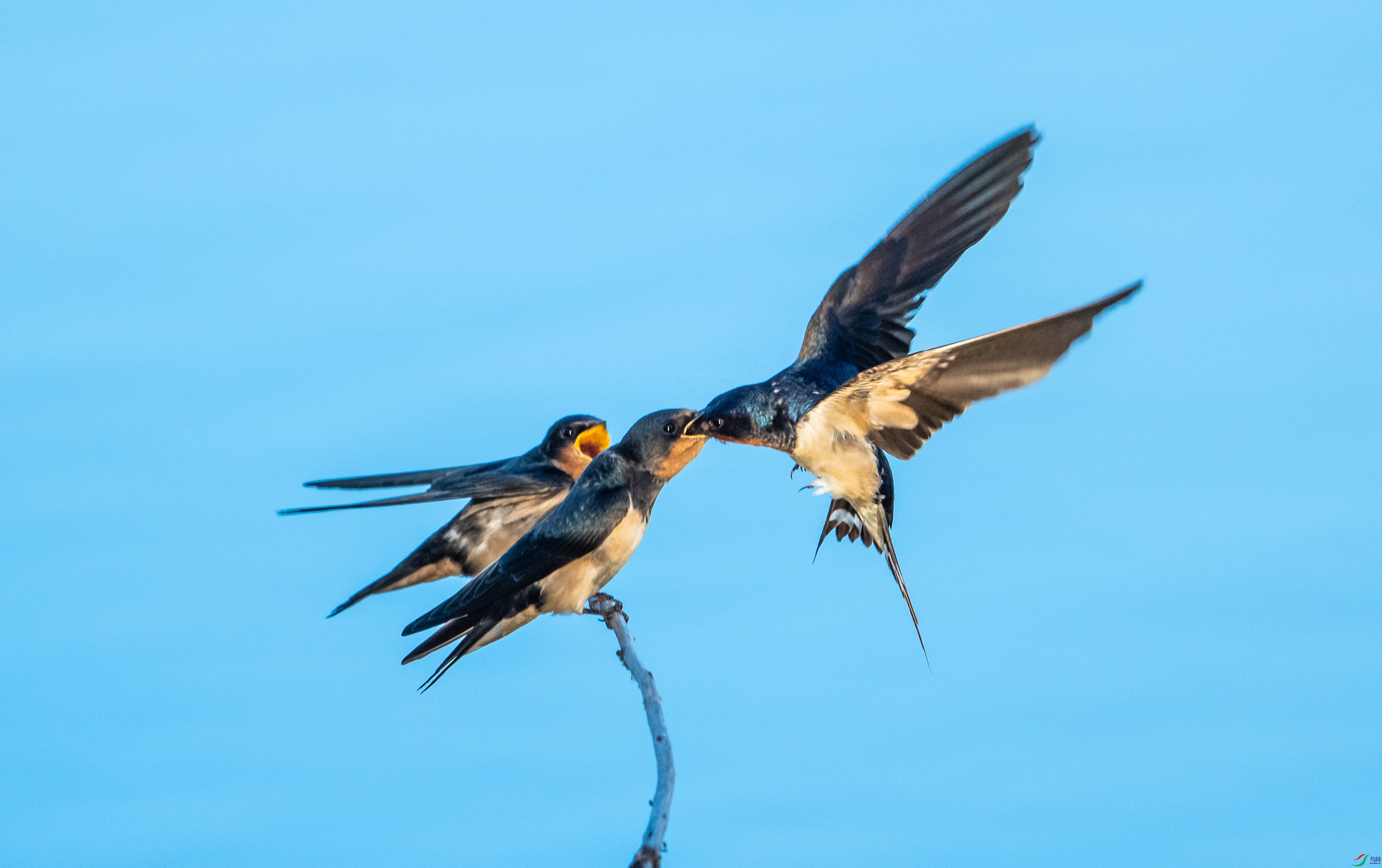 ����ι��