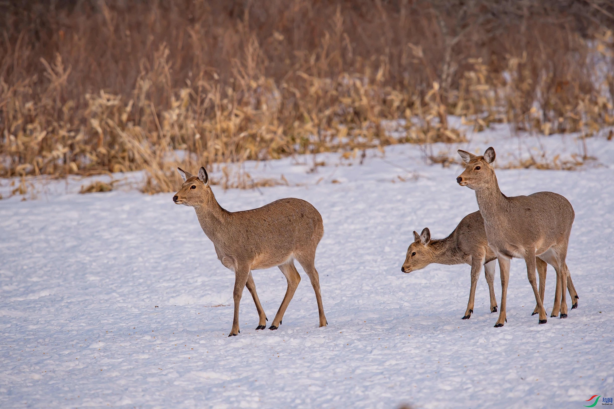 DSC_0934.jpg