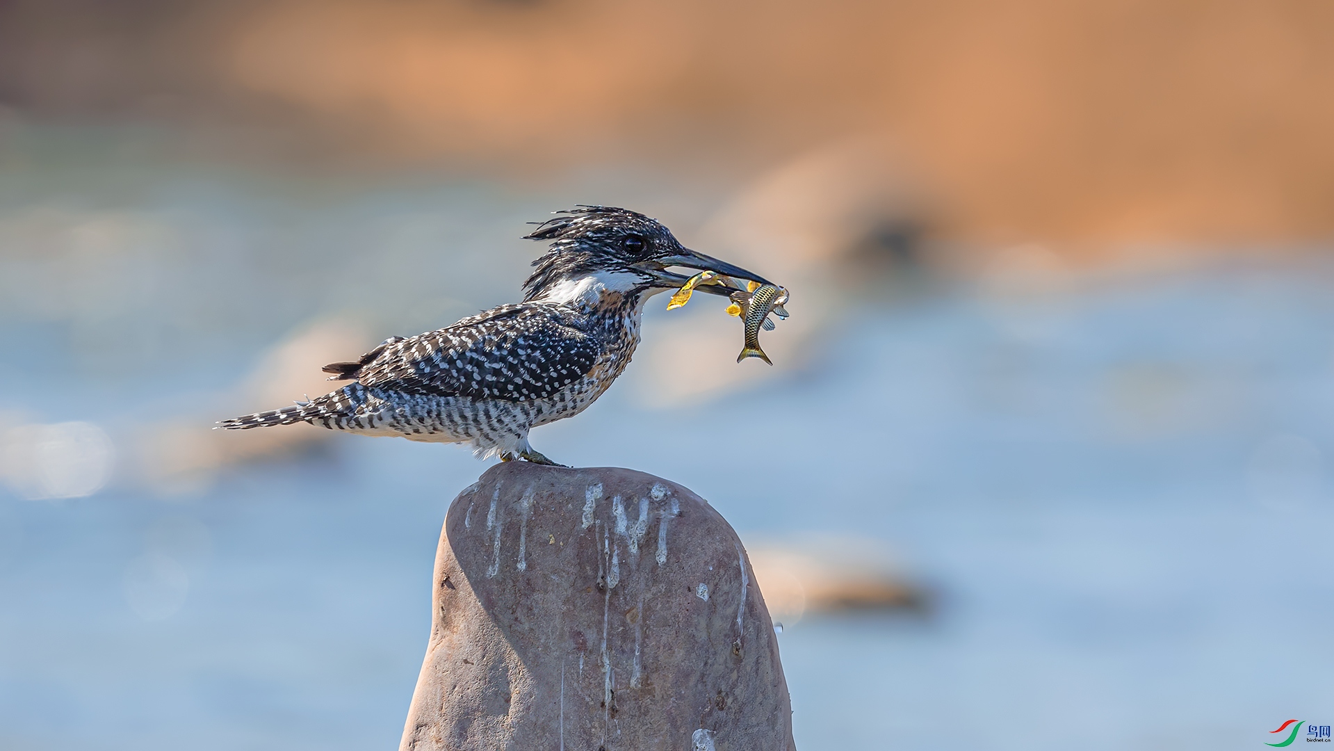 _DSC4556.jpg