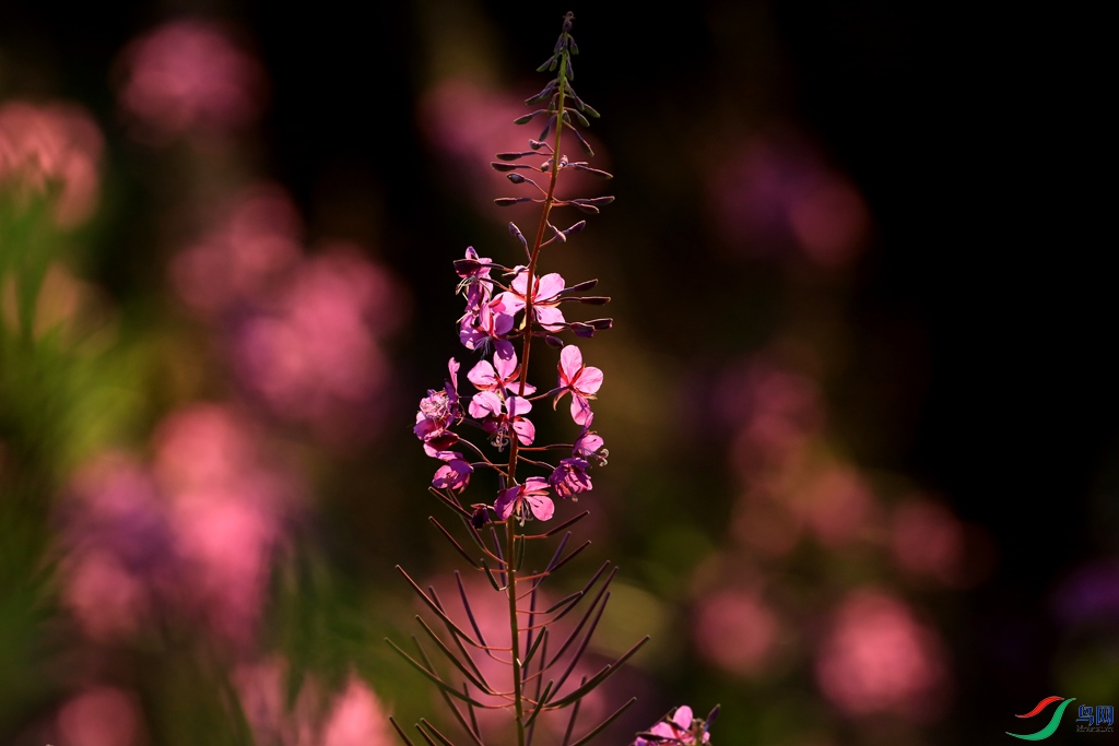 8E8A9155a.jpg