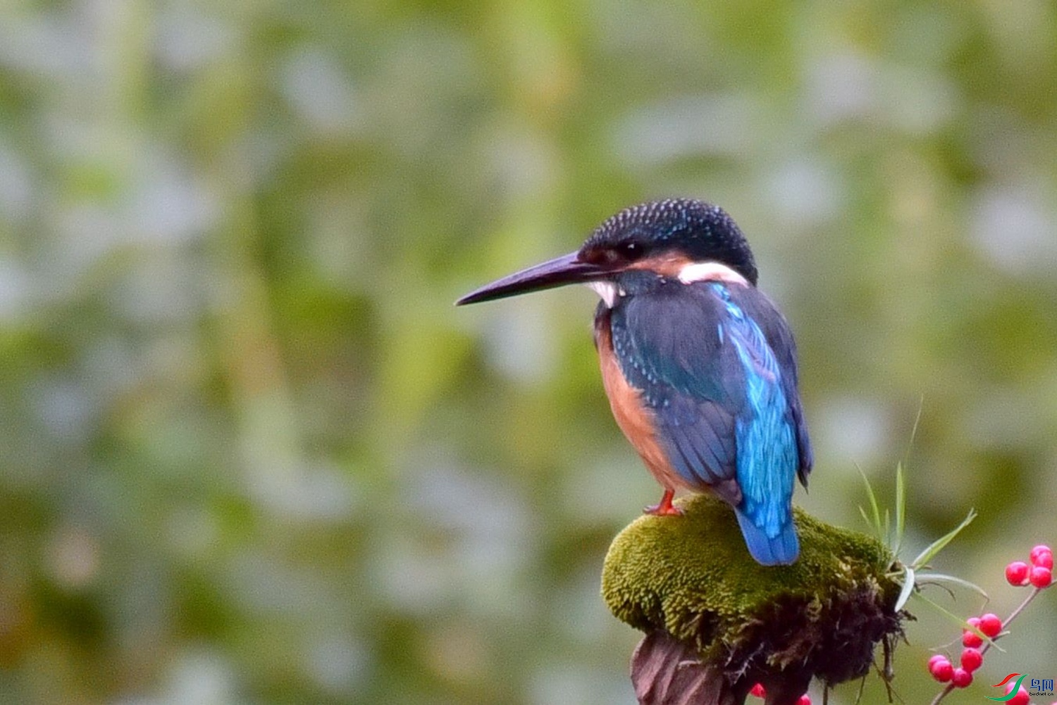 DSC_2518.JPG