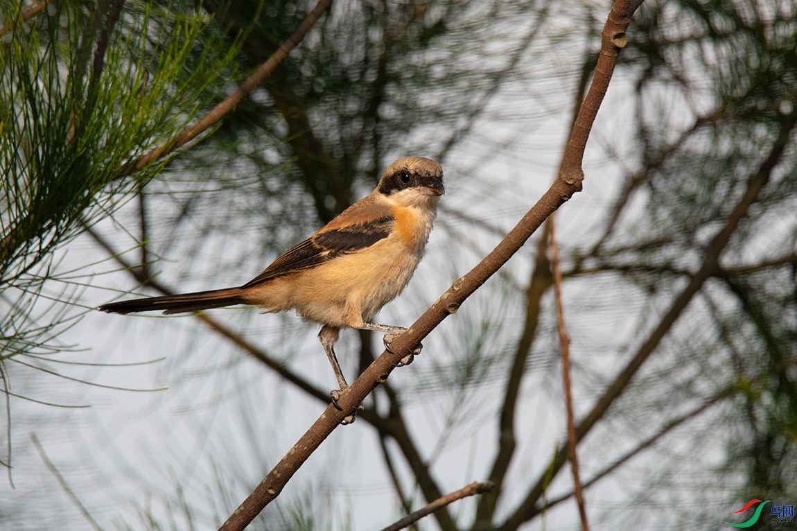 DSC_9714().jpg