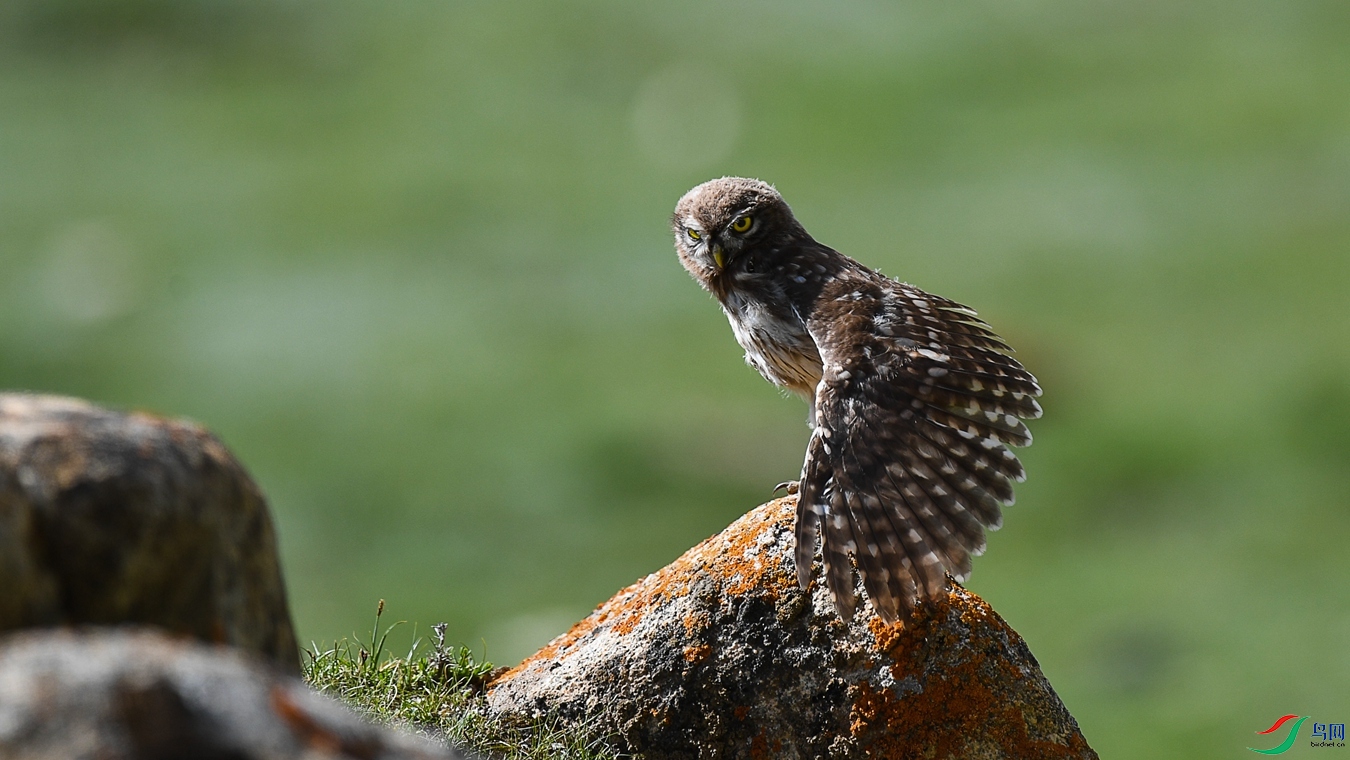 DSC2_9901 - ����.jpg