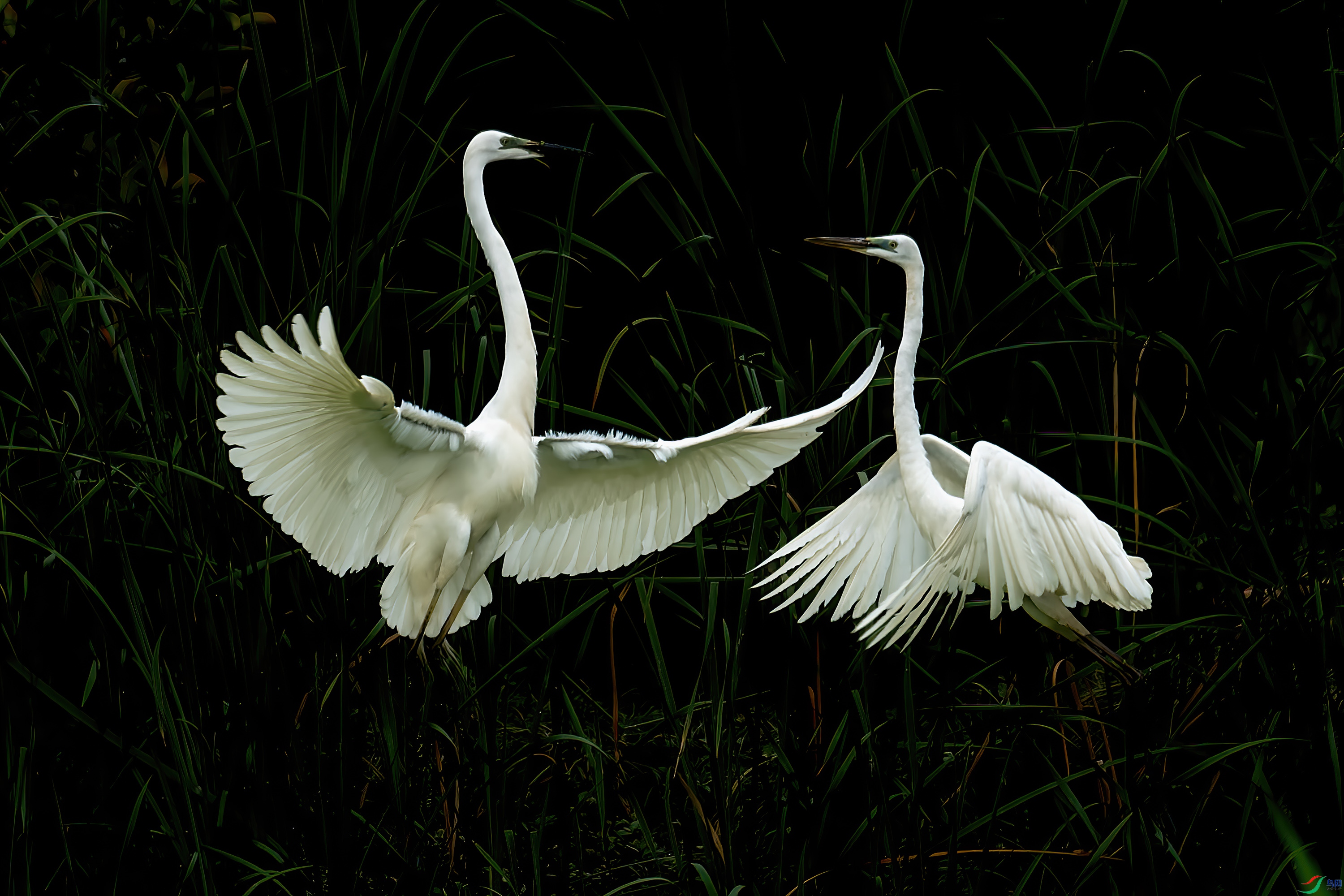 DSC_4411.jpg