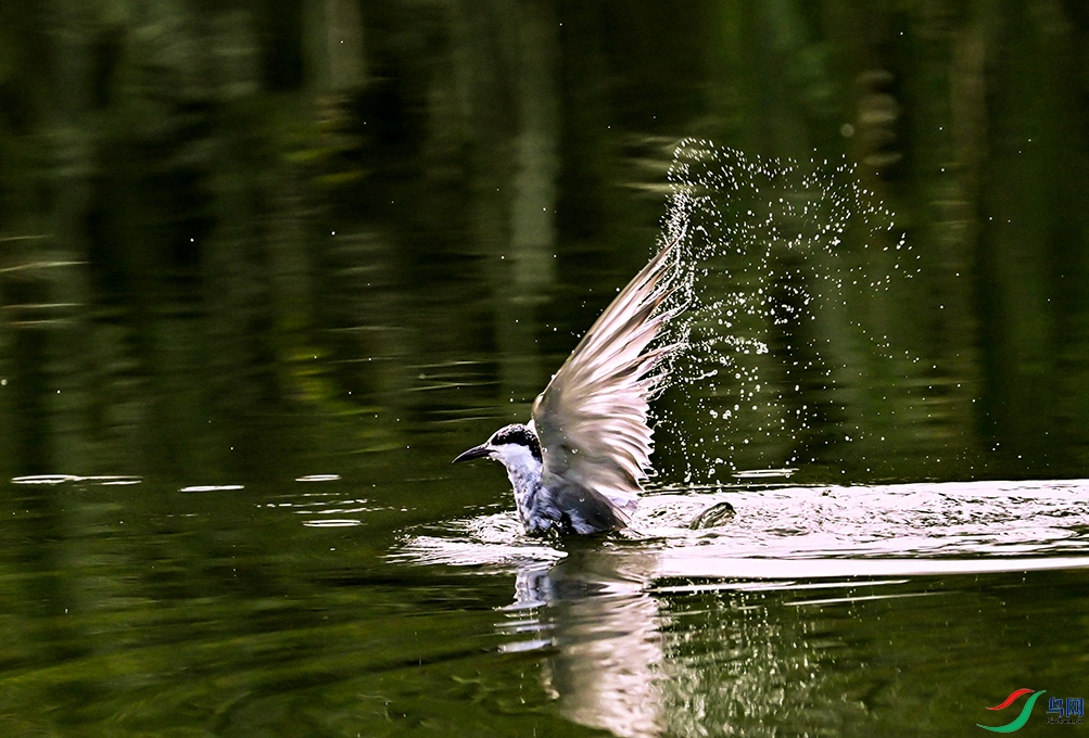 DSC_9002--2.jpg