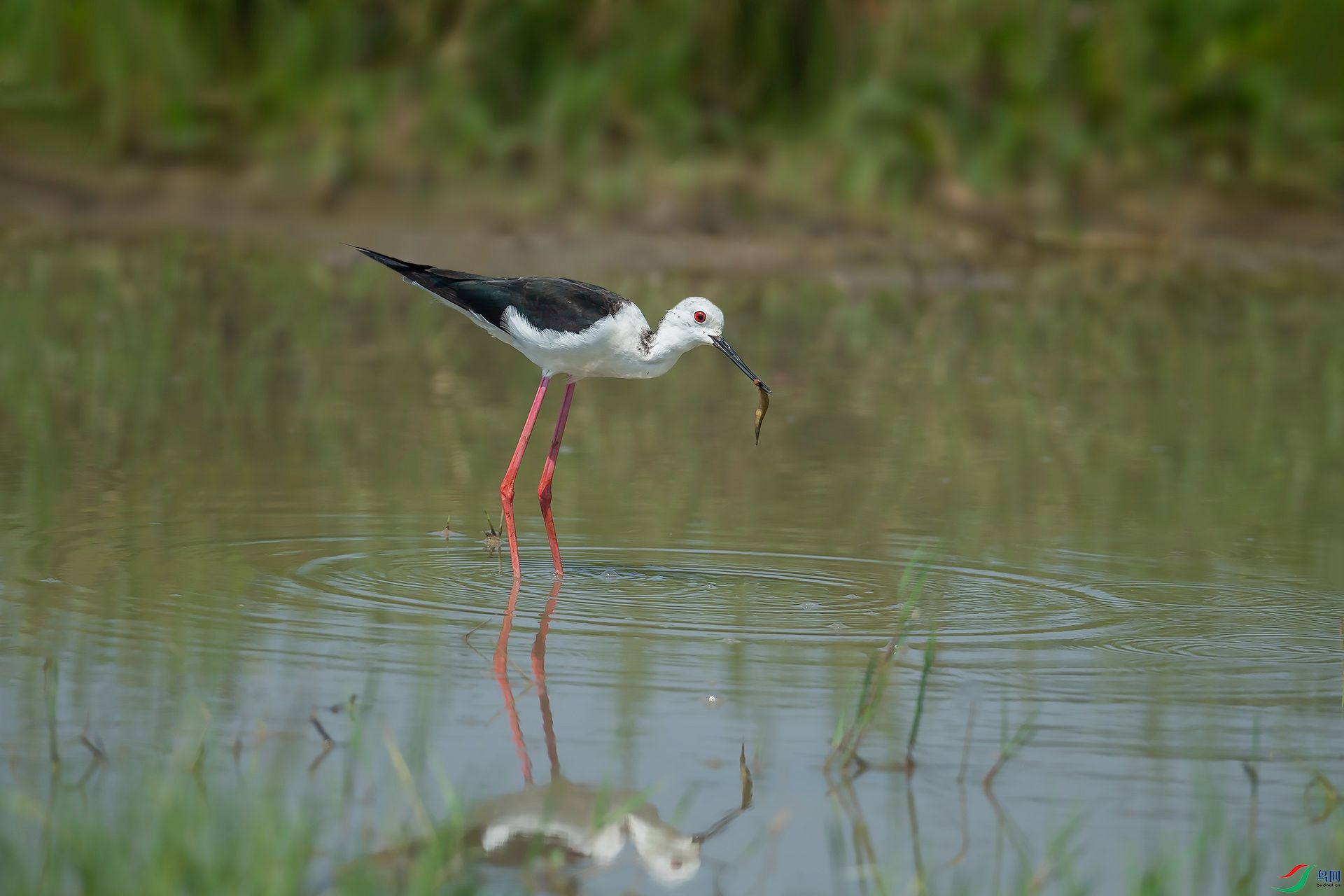 DSC_4696.jpg