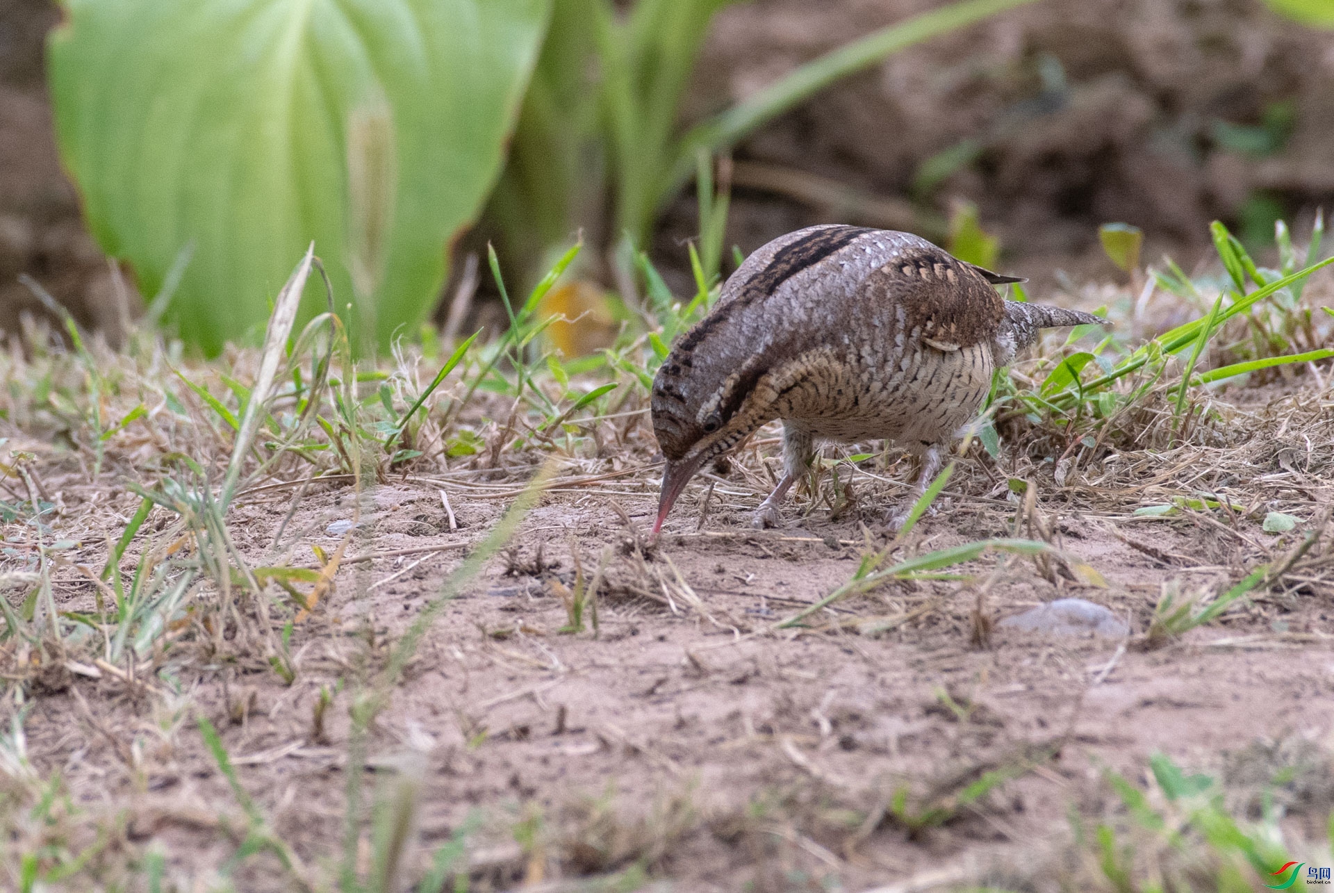 DSC_6911.jpg