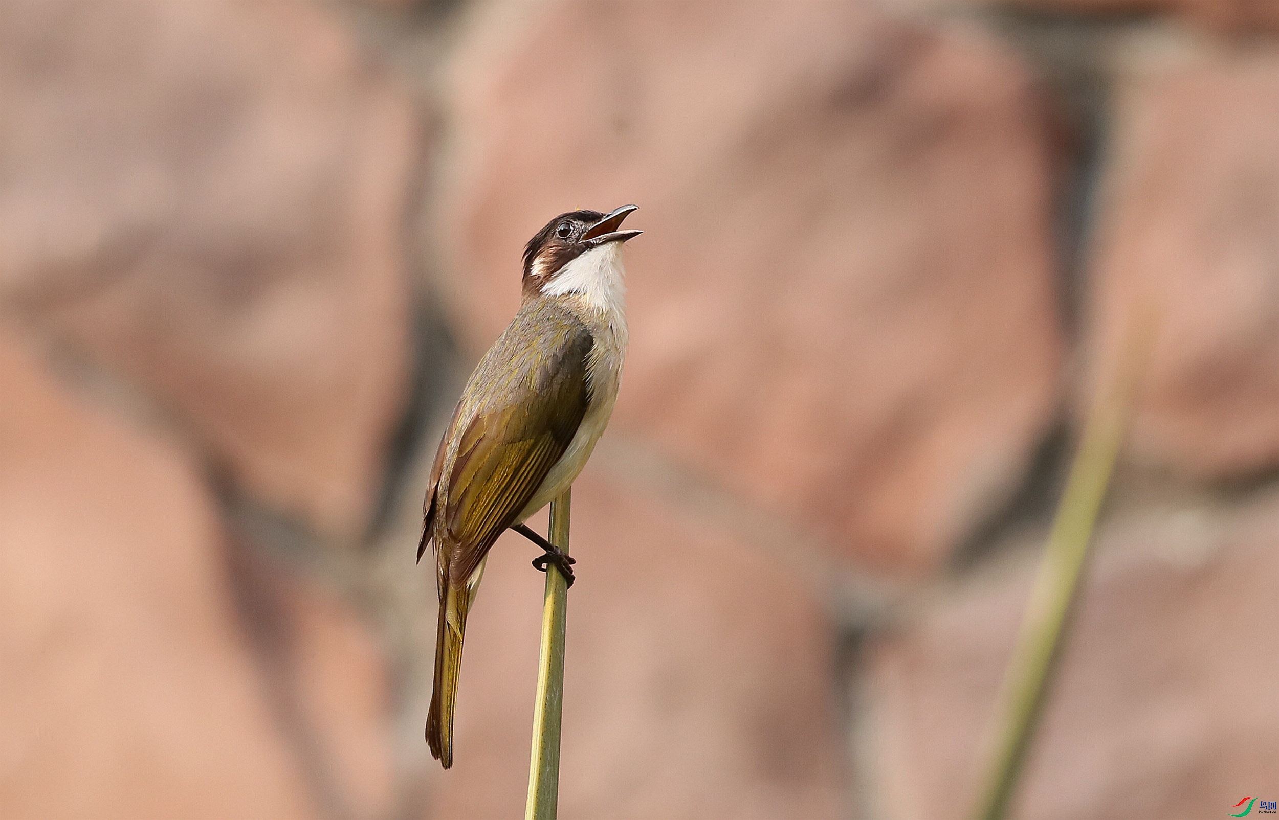 B83I4270 - ����.JPG