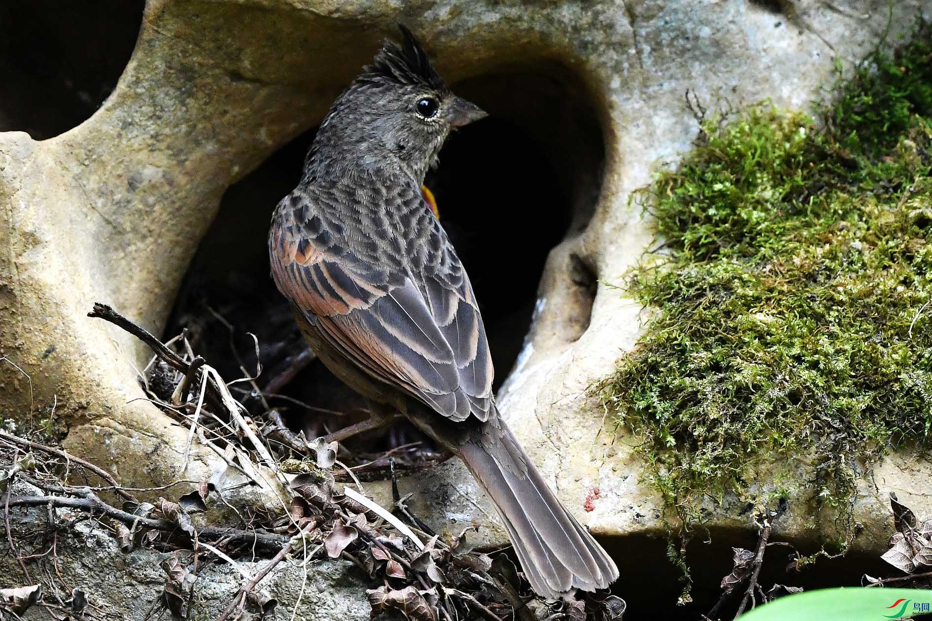 NIKON D5001939_����.jpg