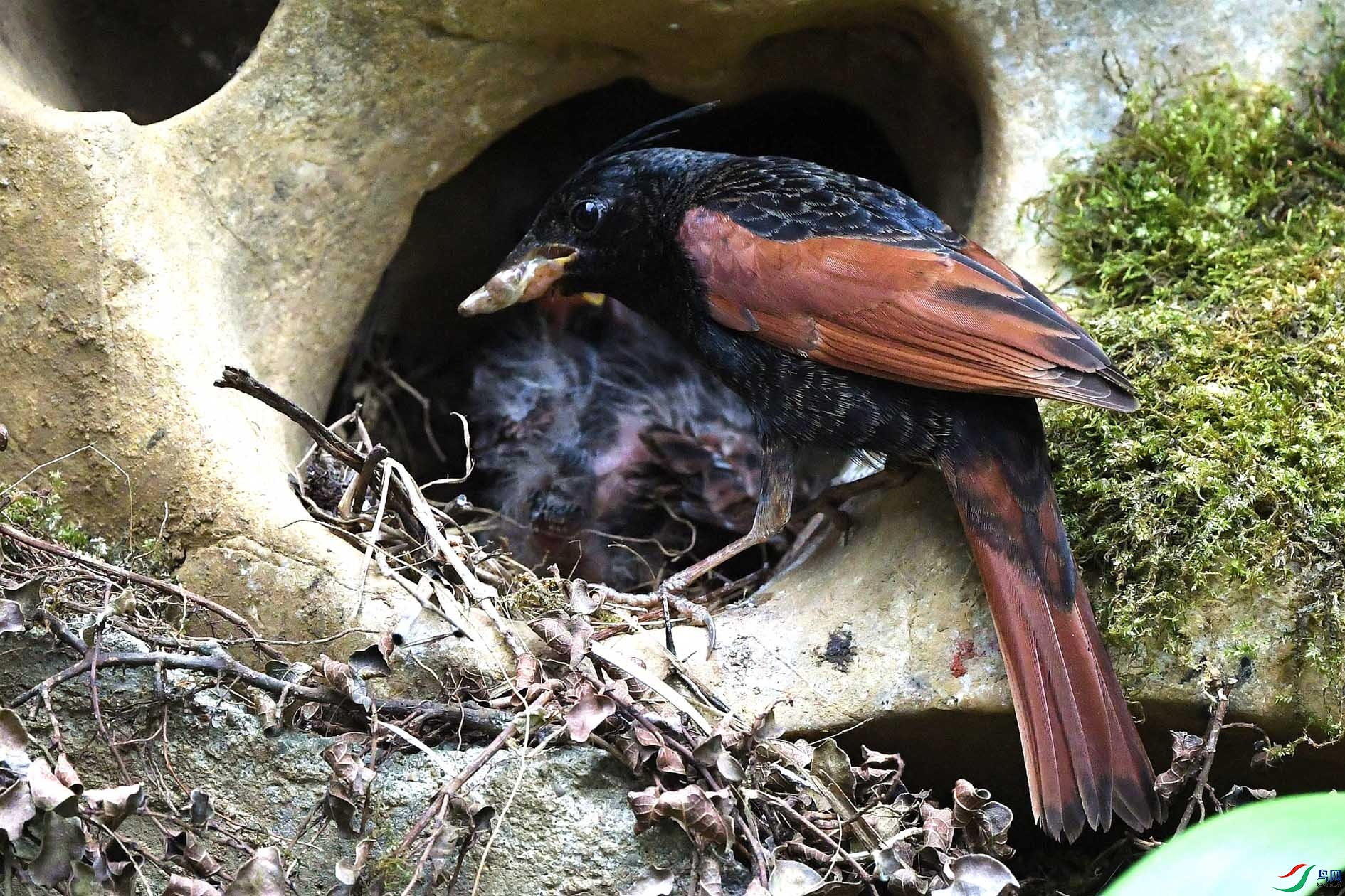 NIKON D5002339_����.jpg