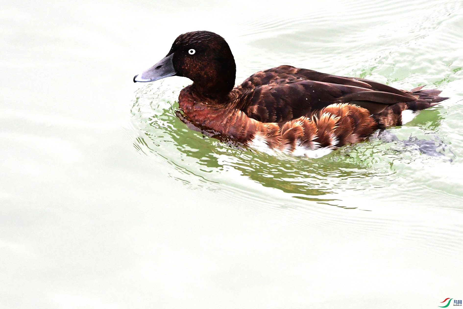 DSC_8672_����.jpg