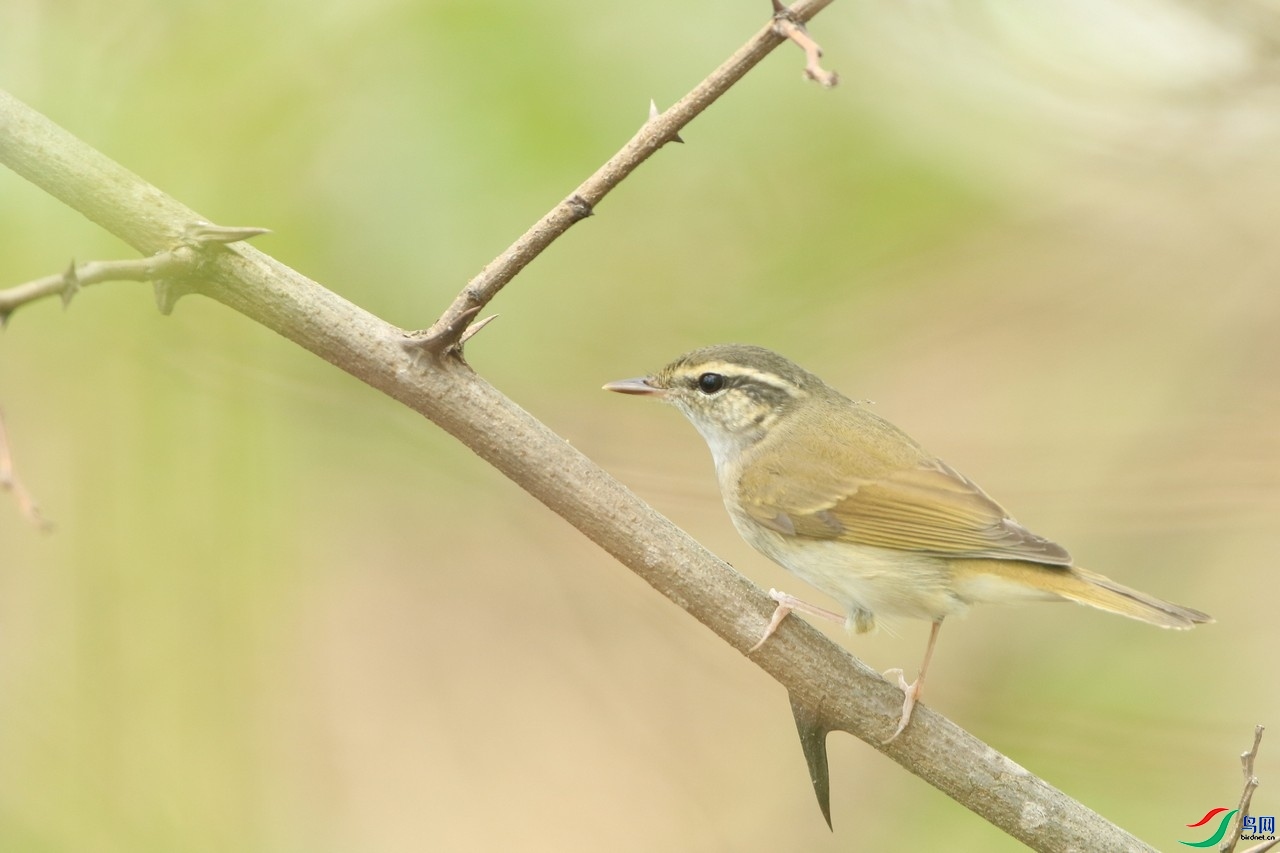 ���� 0F4A3686.jpg