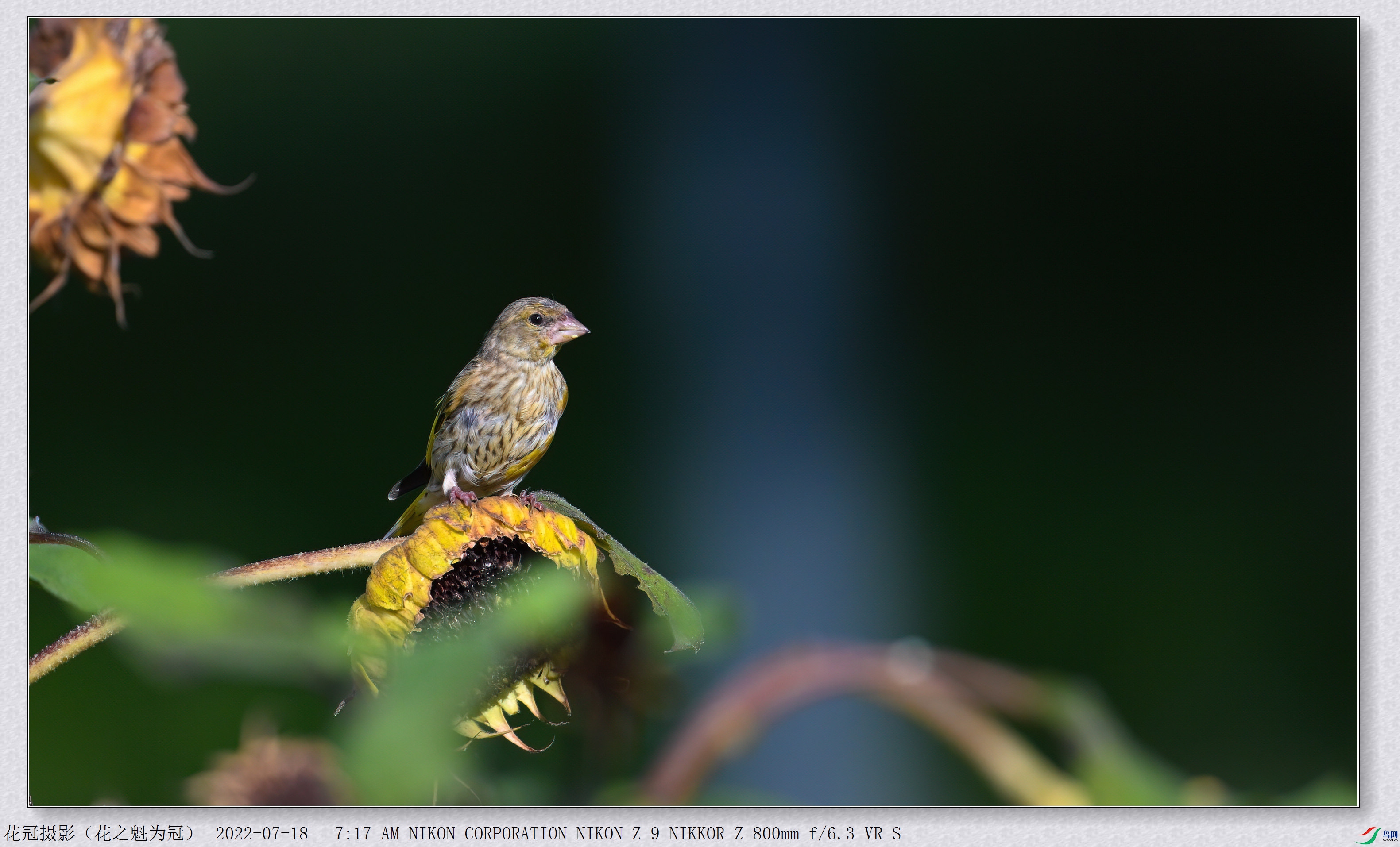 DSC_3286B-2-DeNoiseAI-low-light_����.jpg