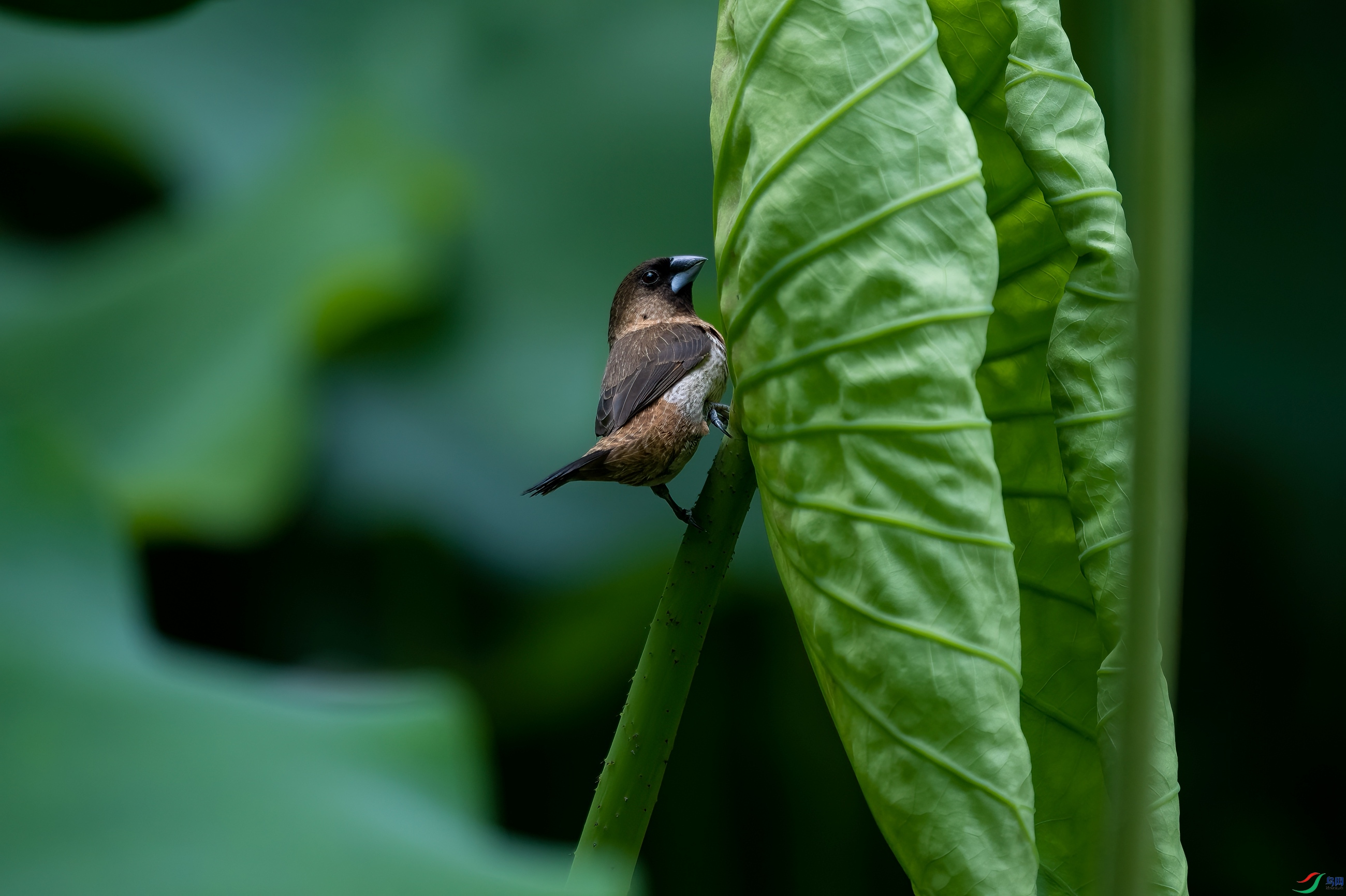 DSC_6461 ����.jpg