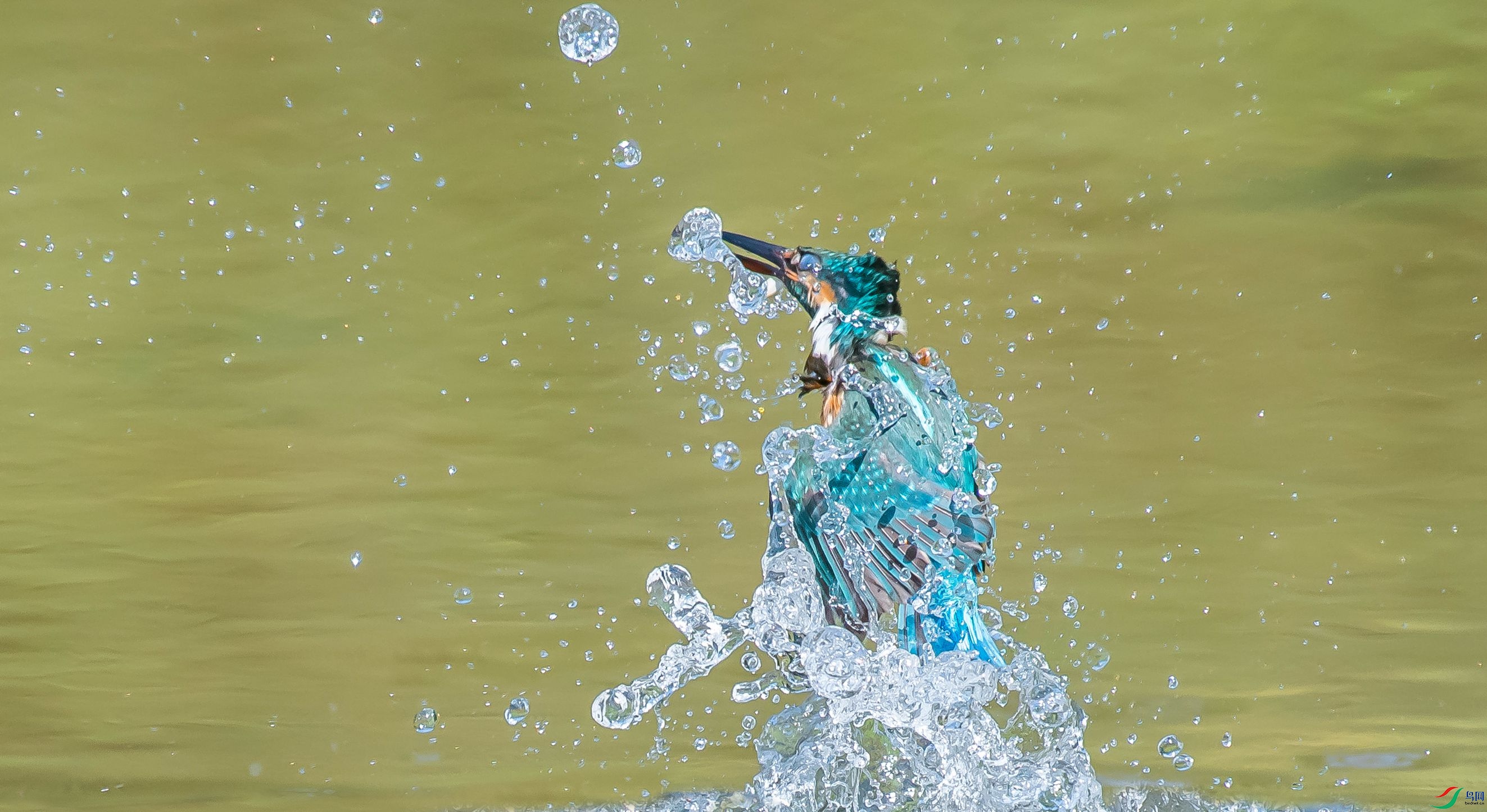 DSC_2038 m.jpg