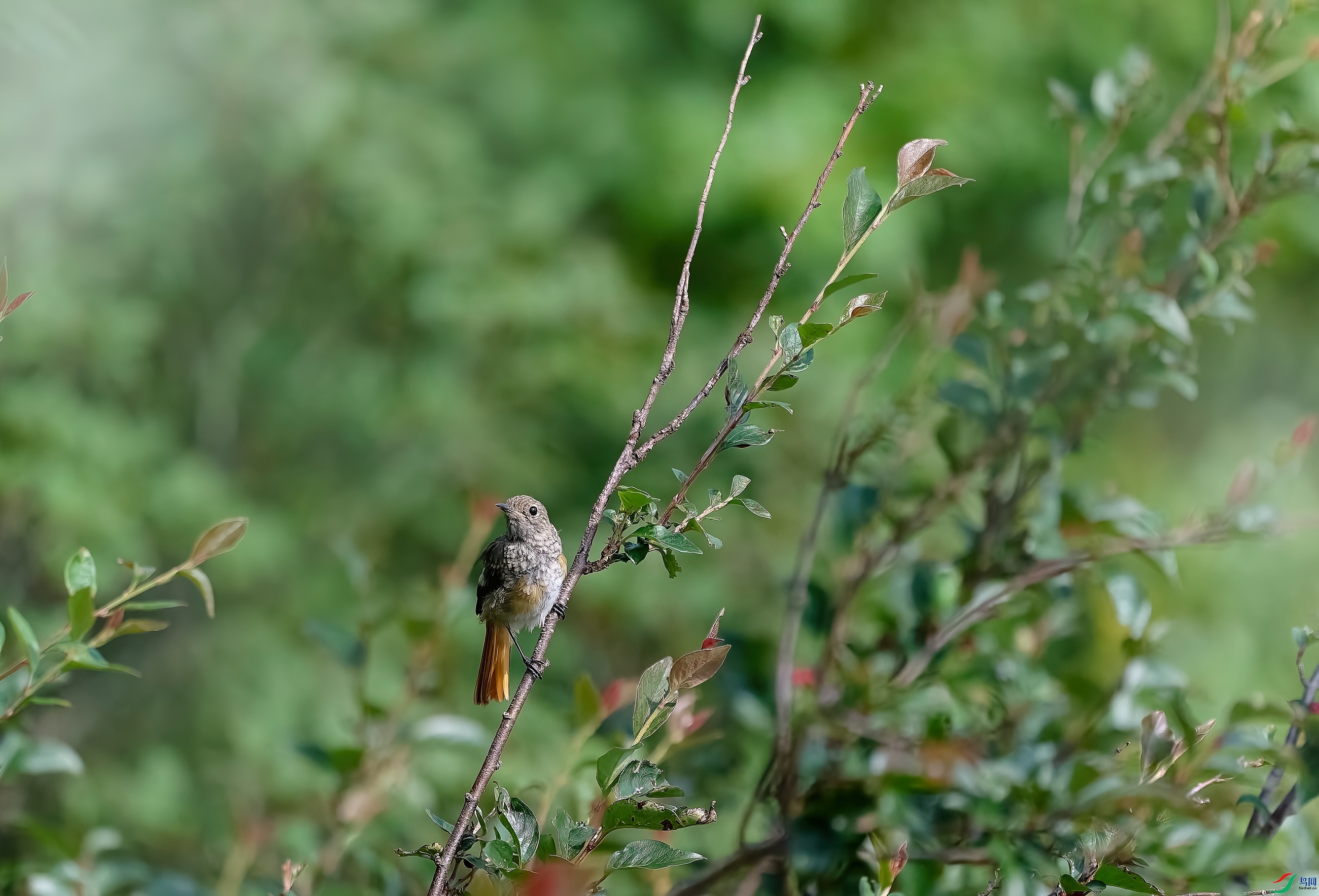 DSC_1083.jpg