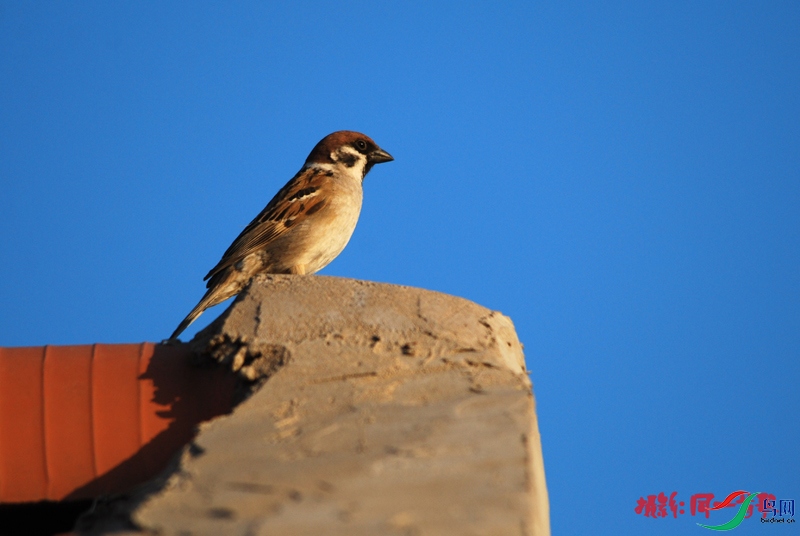 DSC_2084.jpg