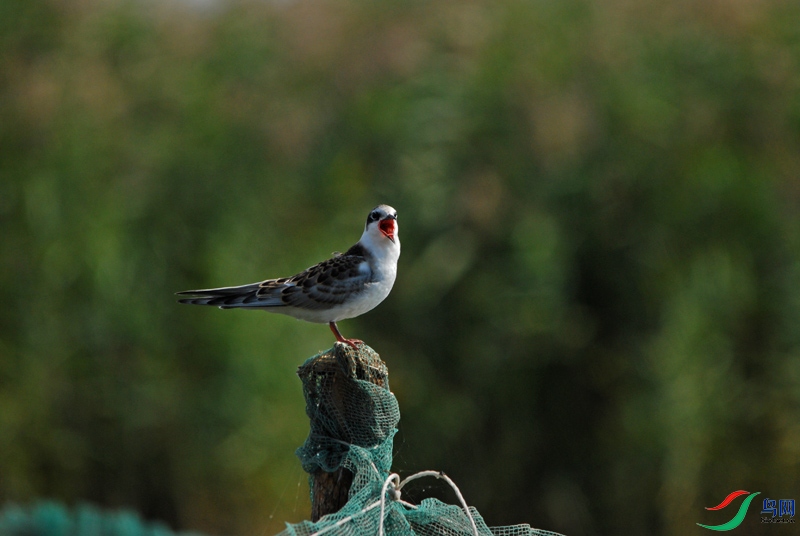 DSC_2078.jpg