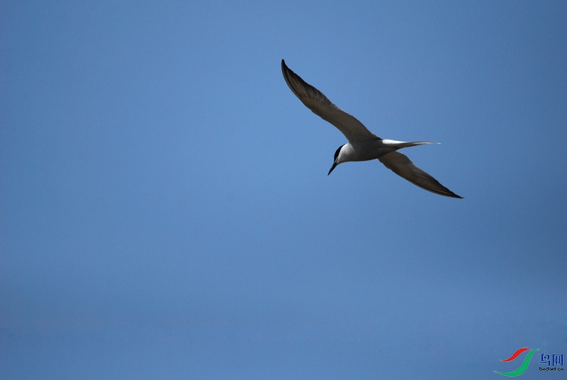DSC_2249.jpg