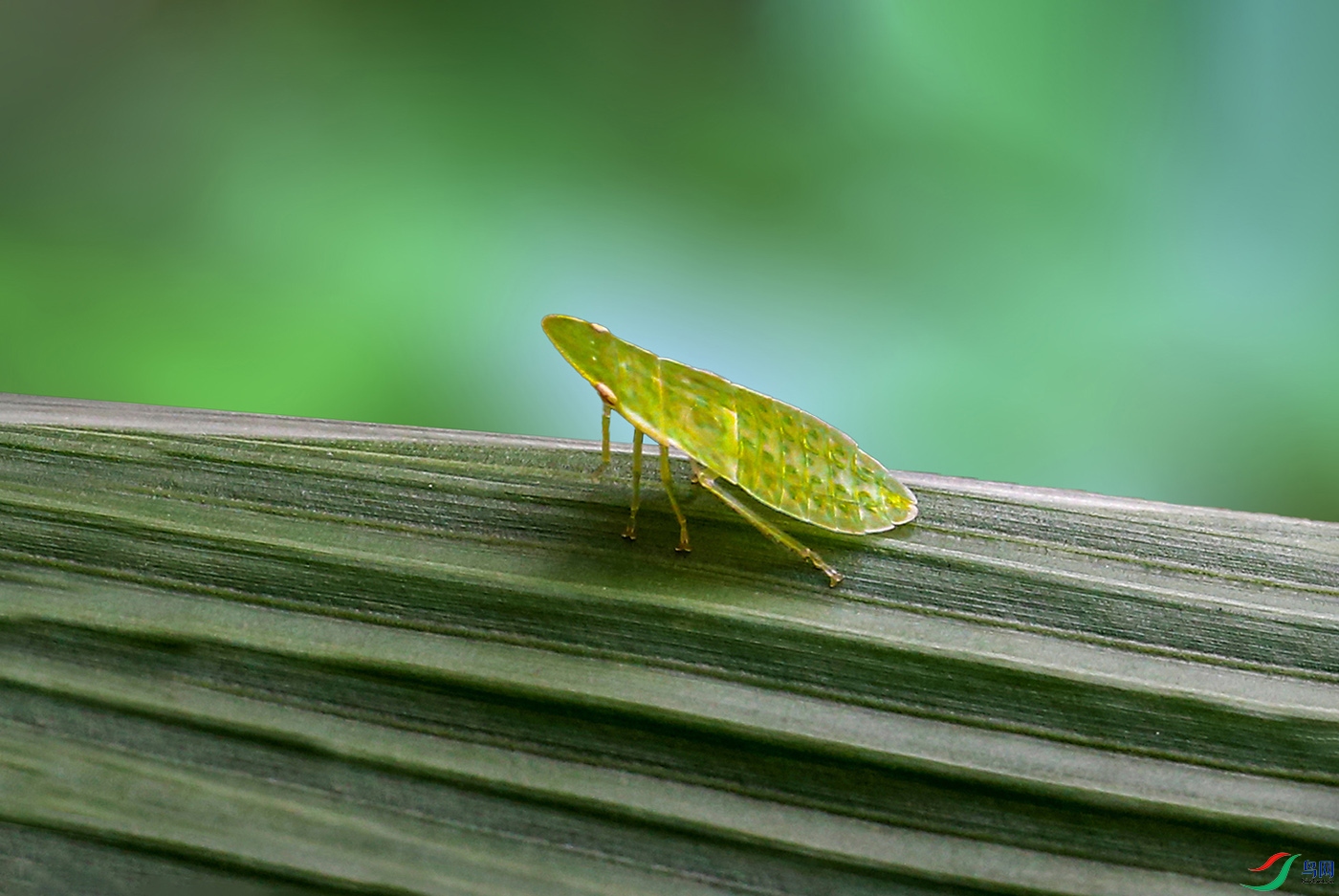 0000C69V2163�������� ����1 ���� 5000k0.jpg