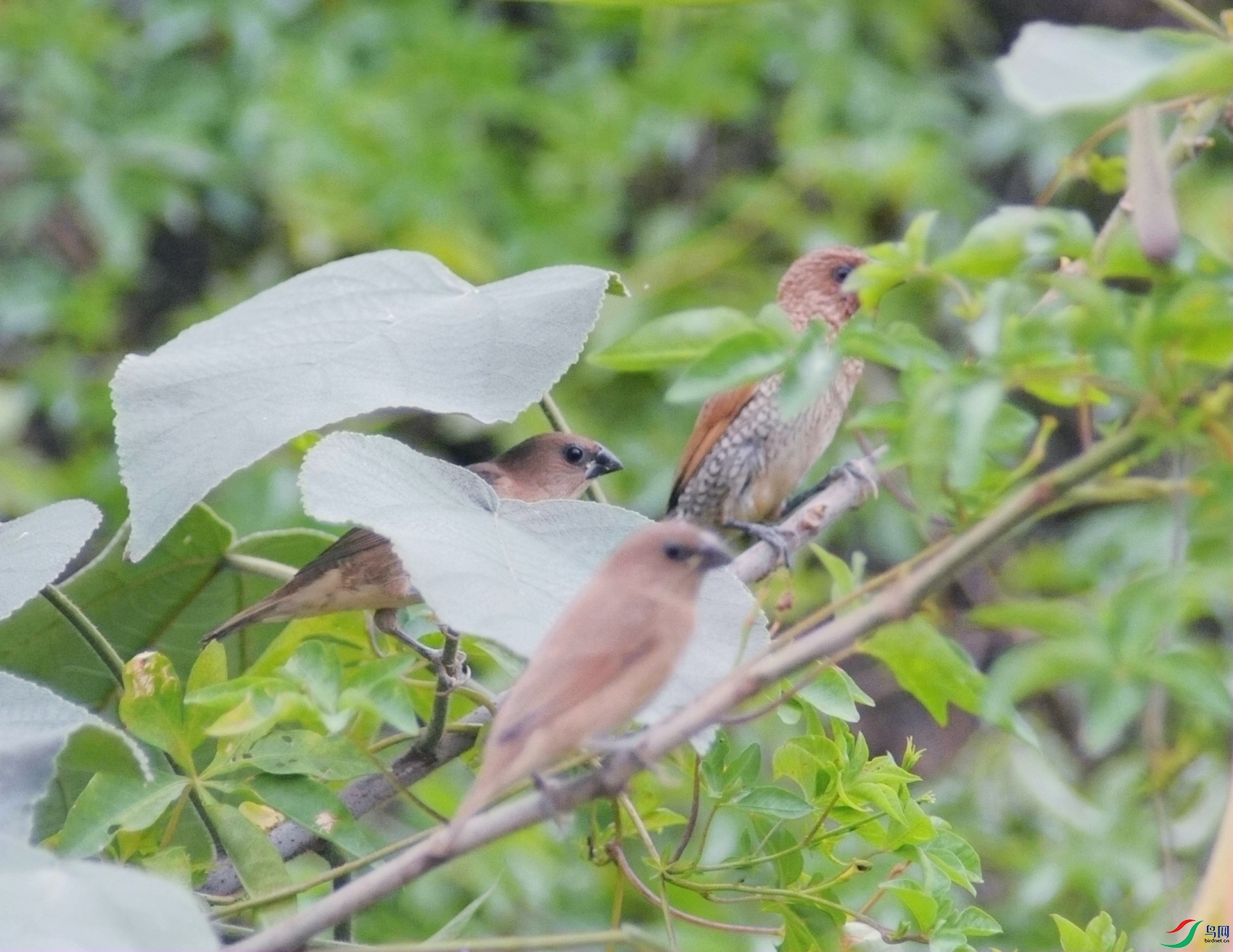 DSC_53931.jpg