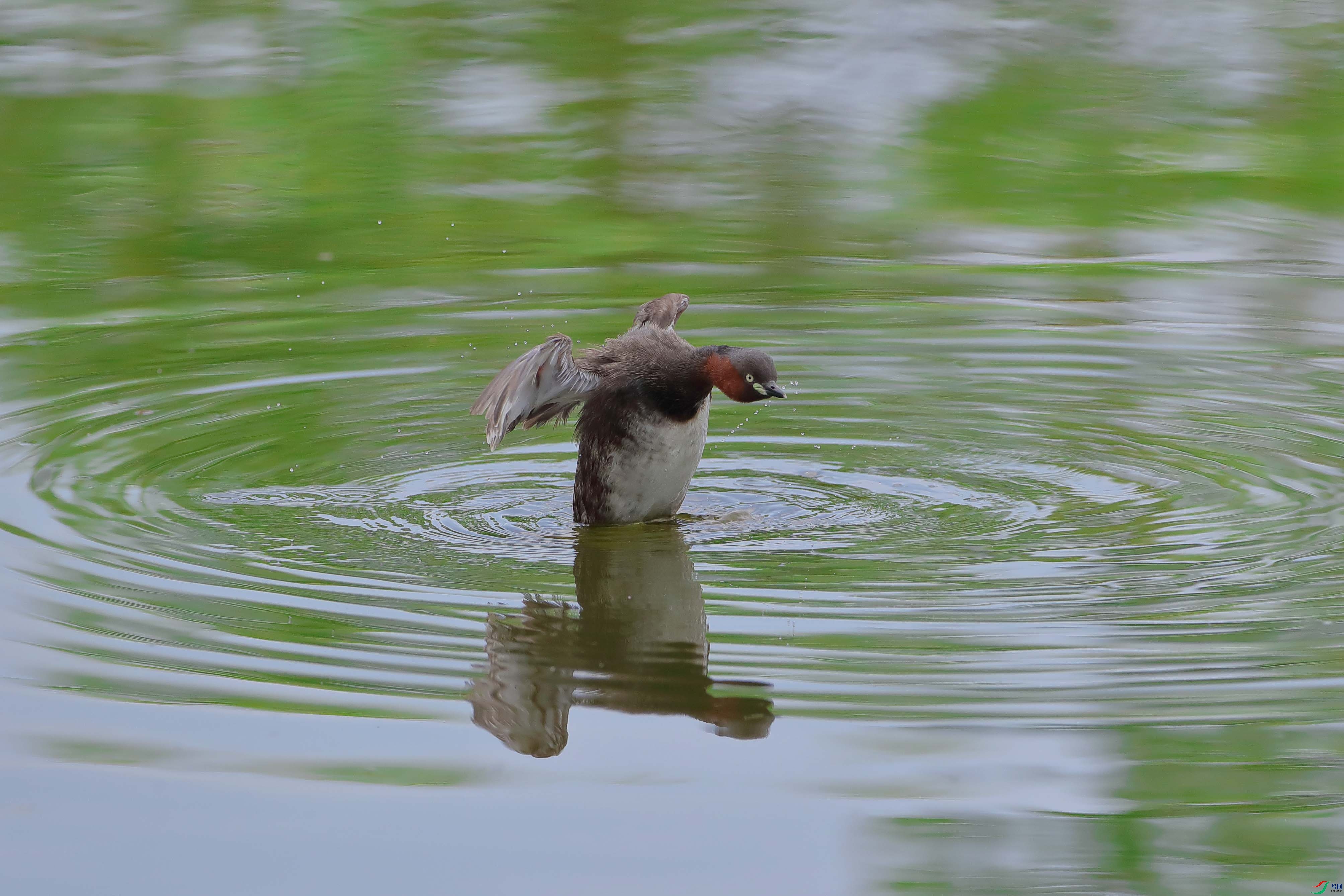 ˮ������