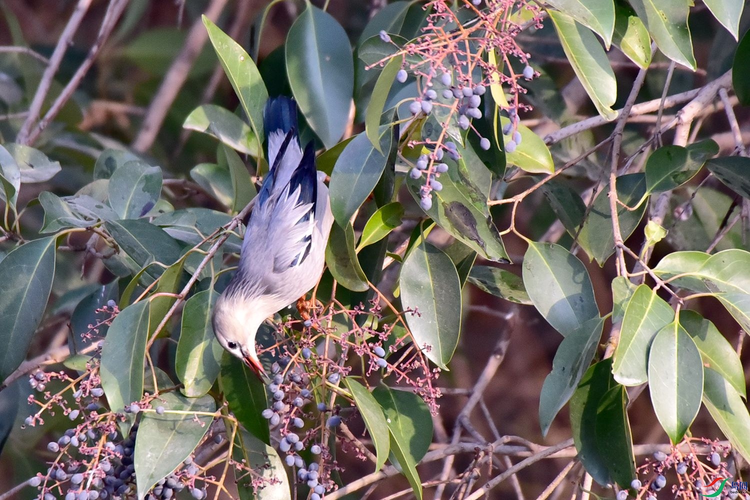 DSC_0356.JPG