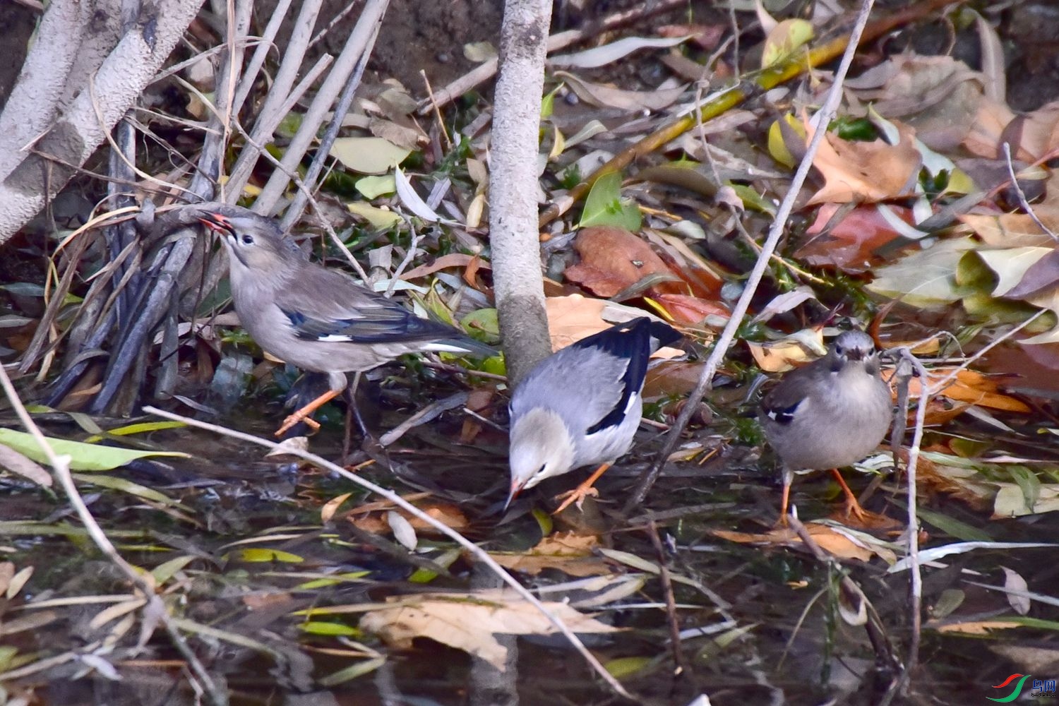 DSC_0373.JPG