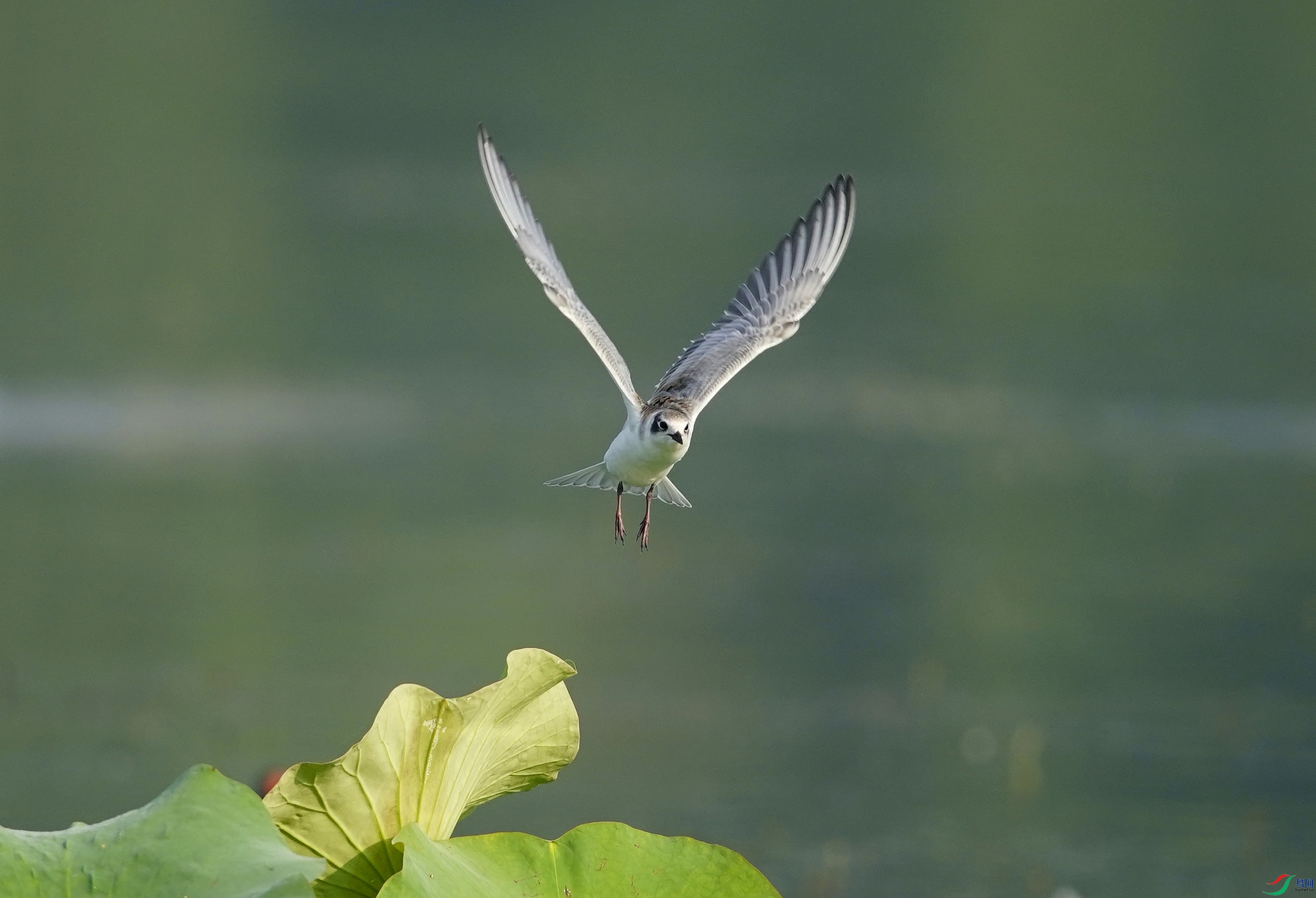 _DSC6990_��ͼ��_edit_652516936113452.jpg