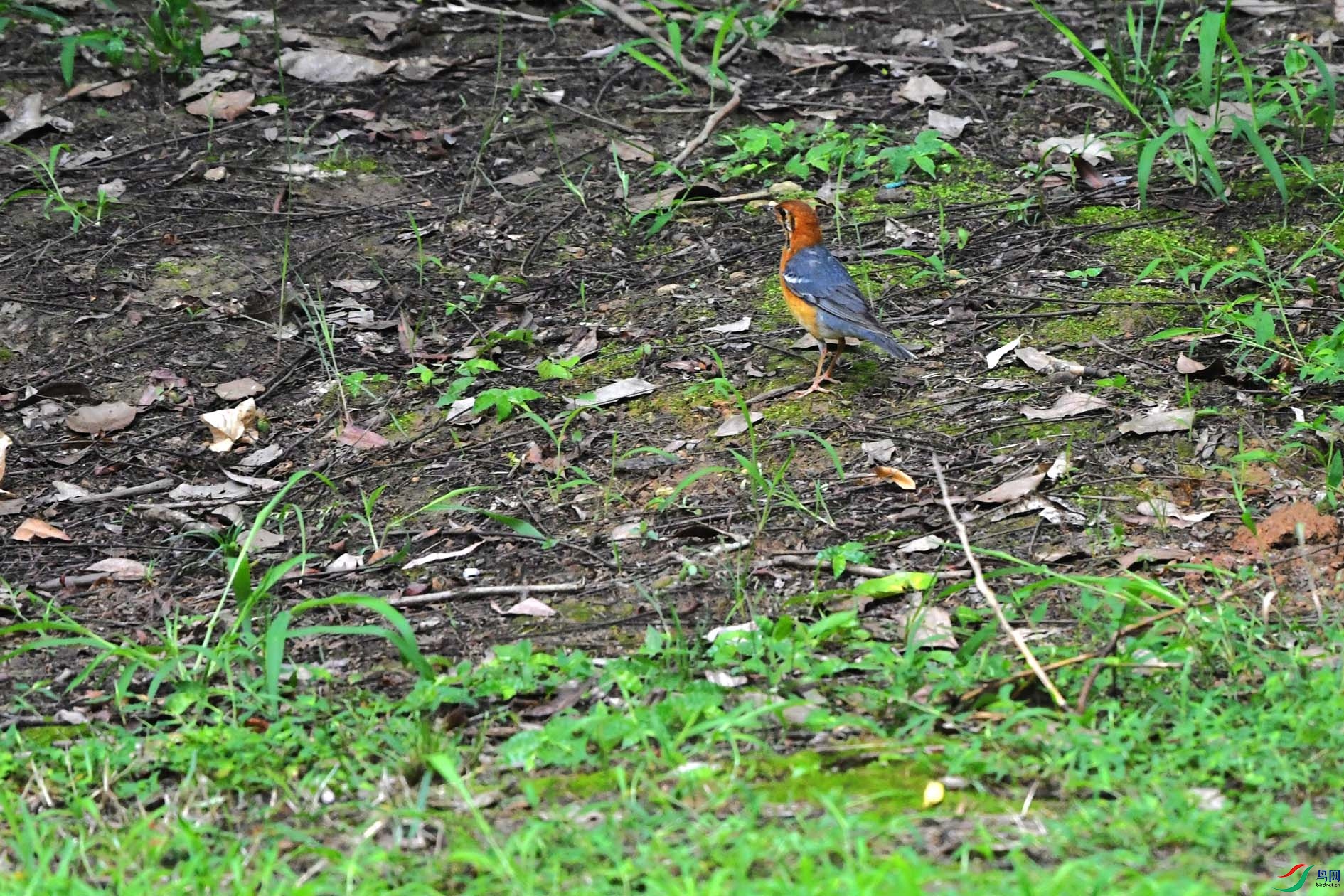 DSC_2413_����.jpg