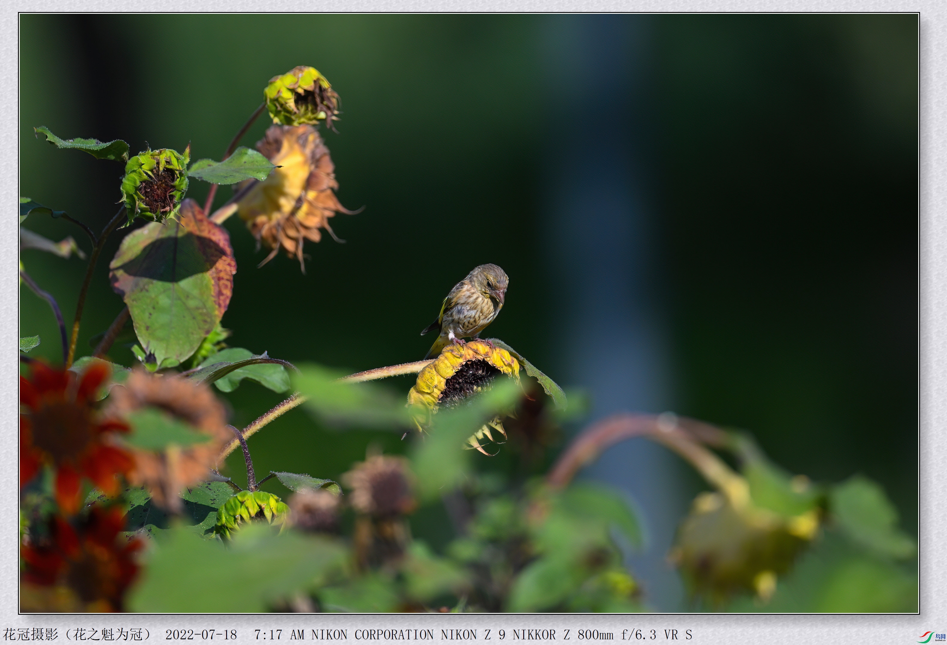 DSC_3319B-1-DeNoiseAI-low-light_����.jpg
