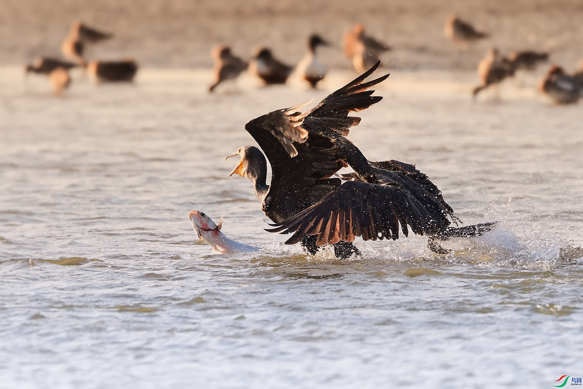 DSC_2289 ����.jpg