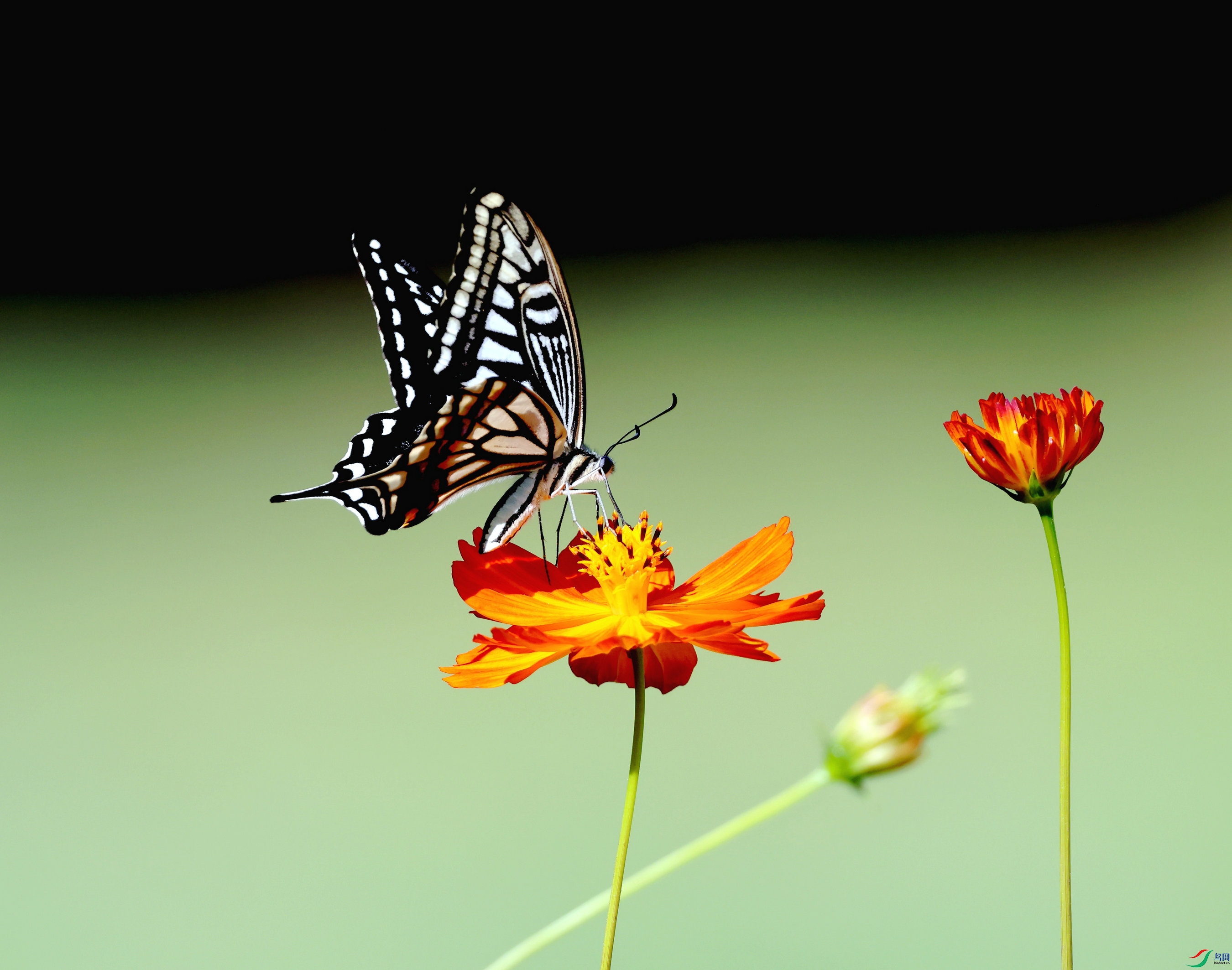 078A8908_edit_67520540821467_����.jpg