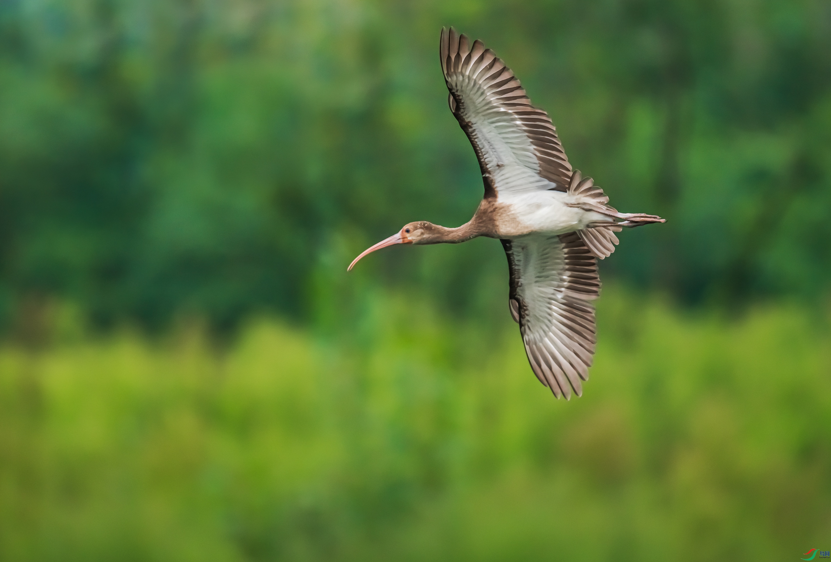 ������֣���״η��ֵ��q�࣬���Ҽ����ǲ��q�������޺��q