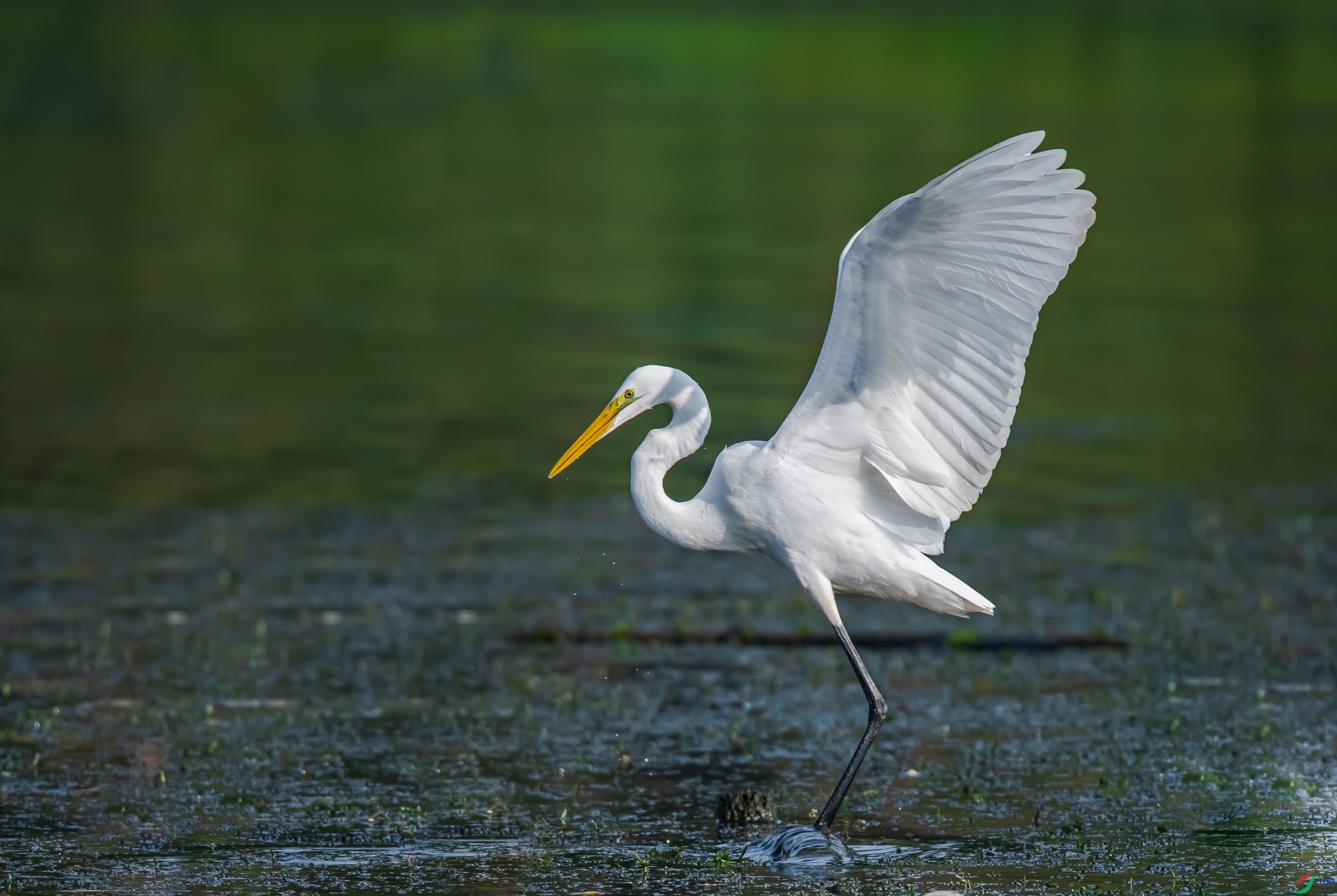 DSC_7932.jpg
