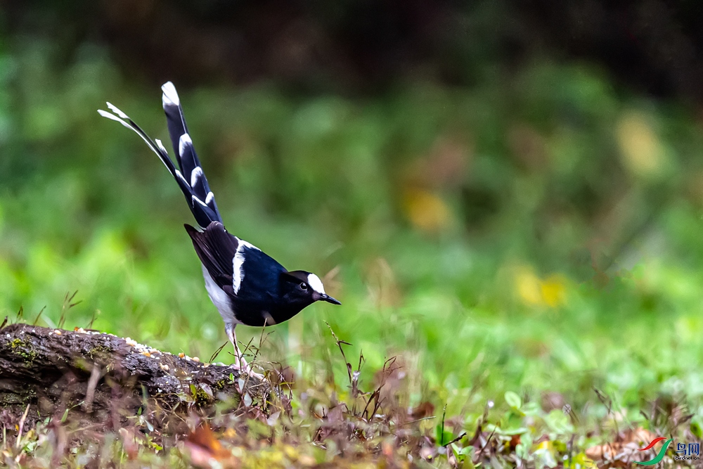 0_DSC0278.jpg